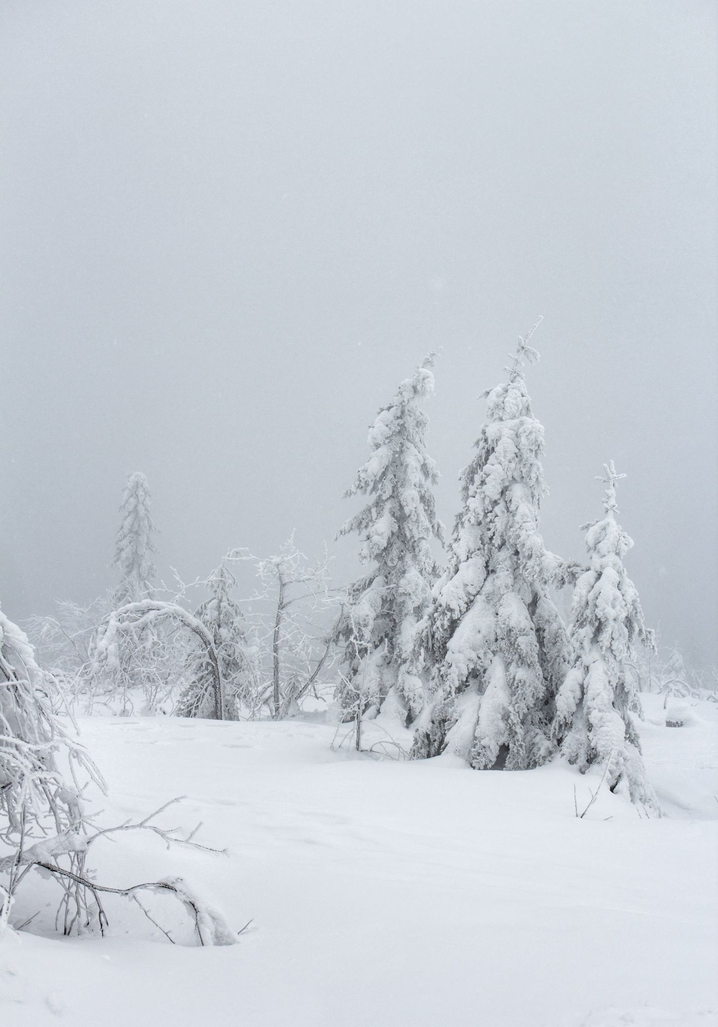 Schwarzwald