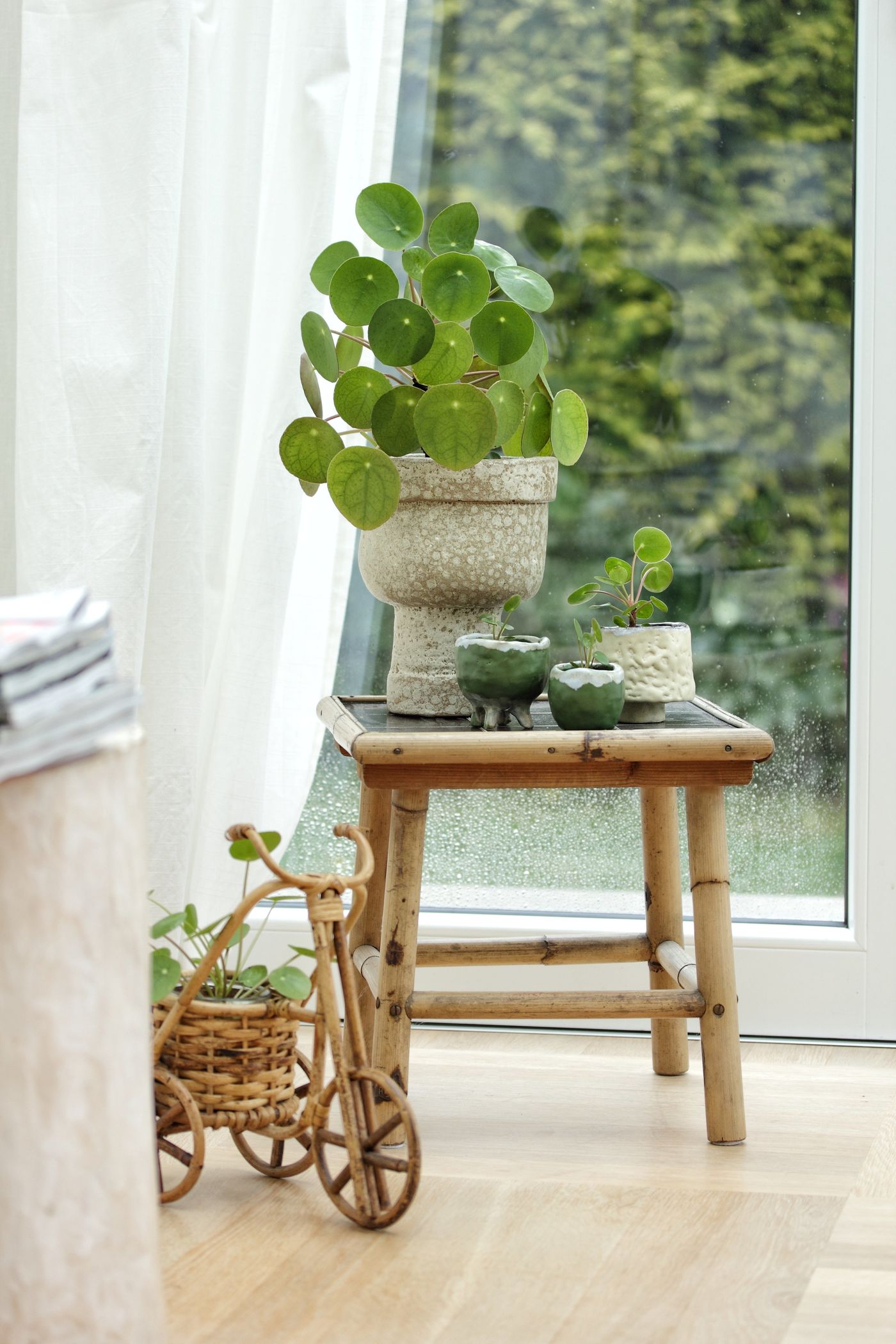 Pilea Peperomioides