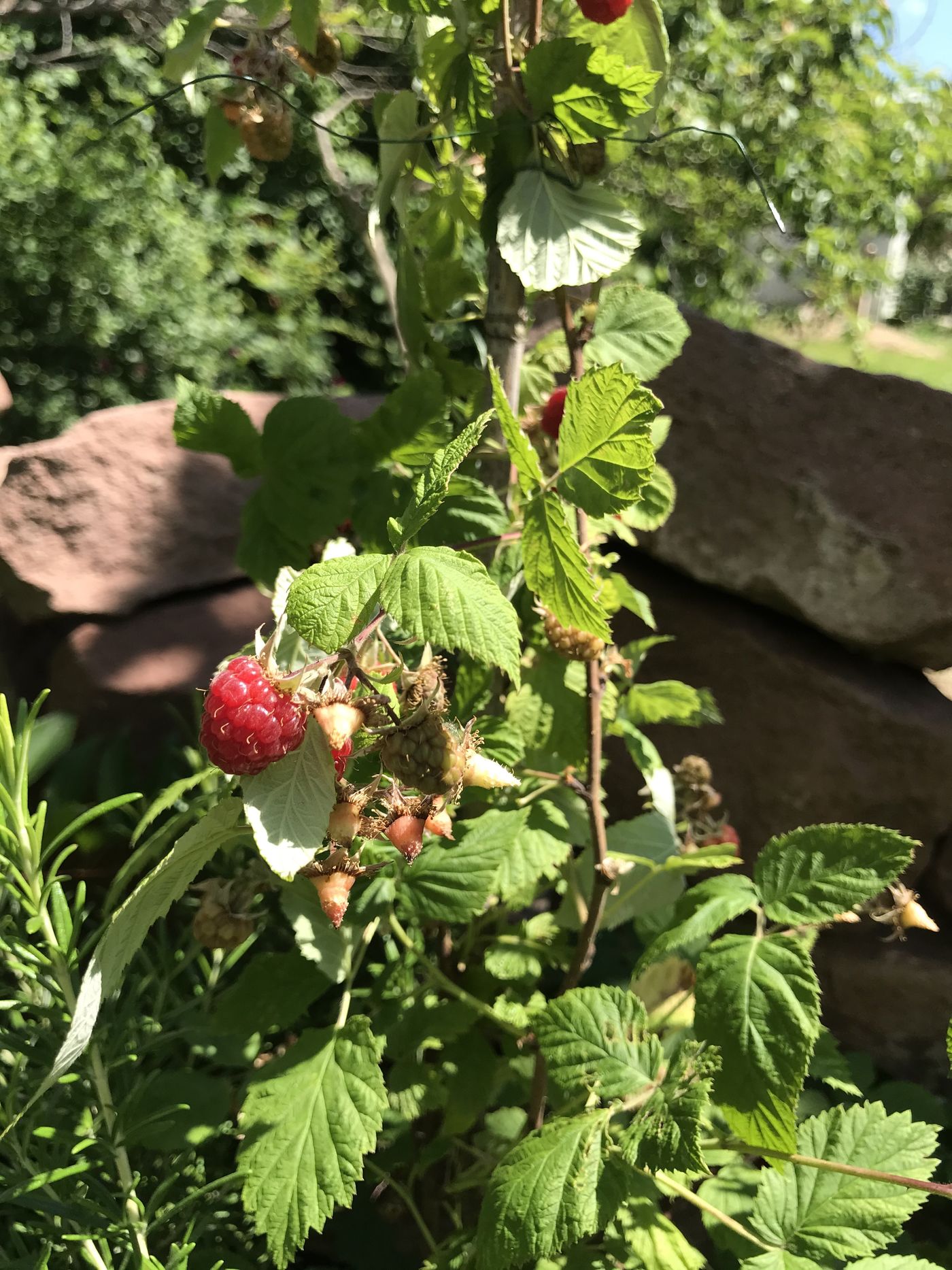 Himbeeren