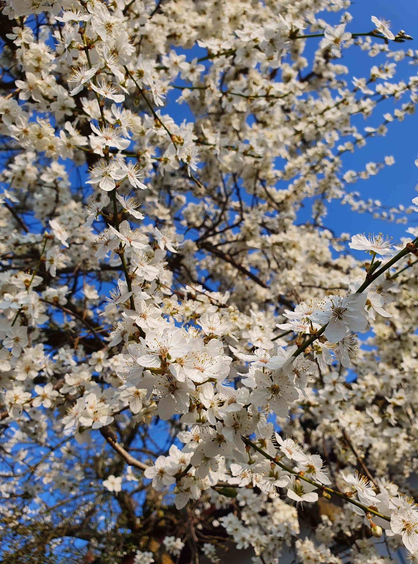 Frühlingsblumen