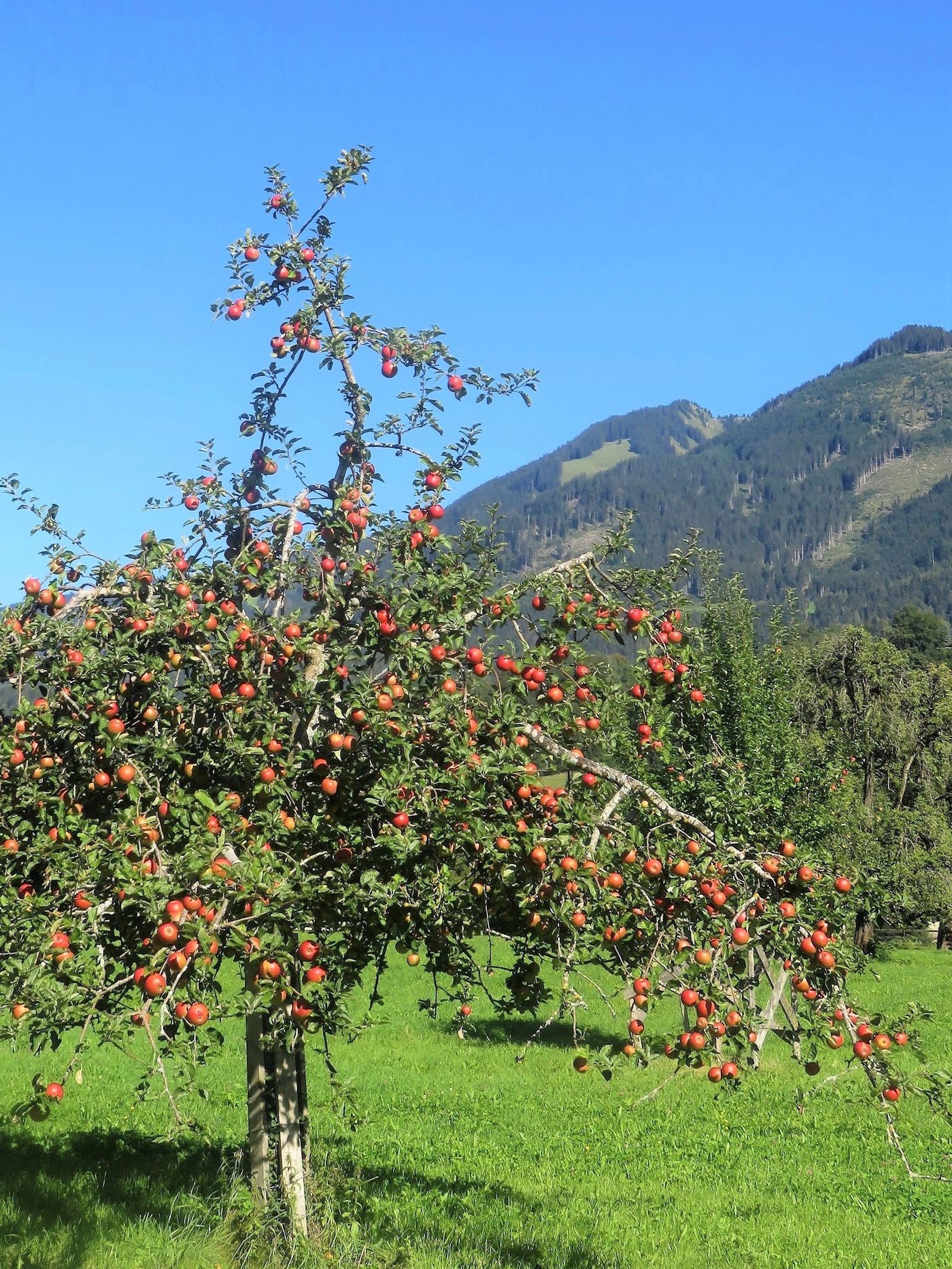 Frühherbst