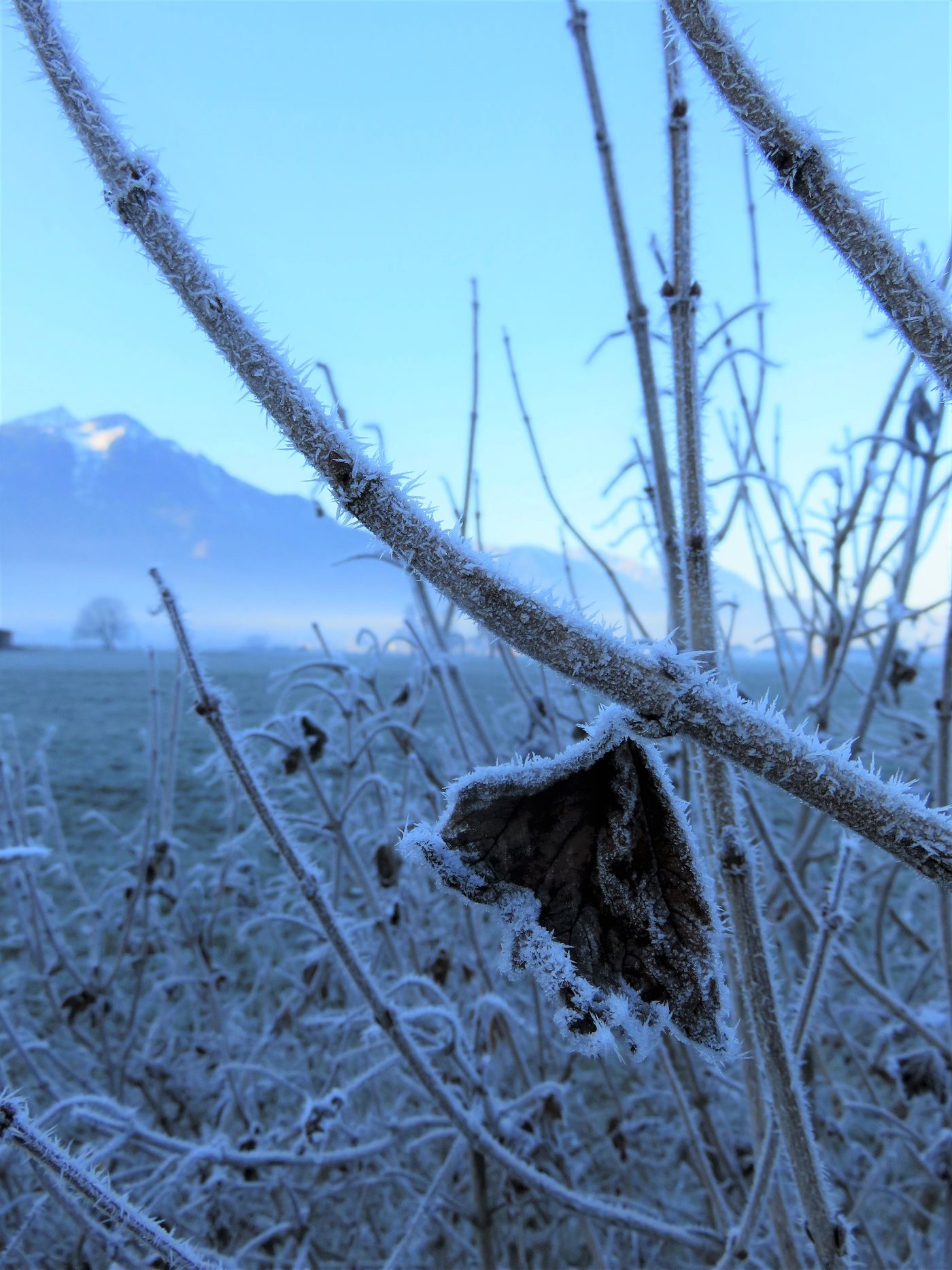 Schneeball