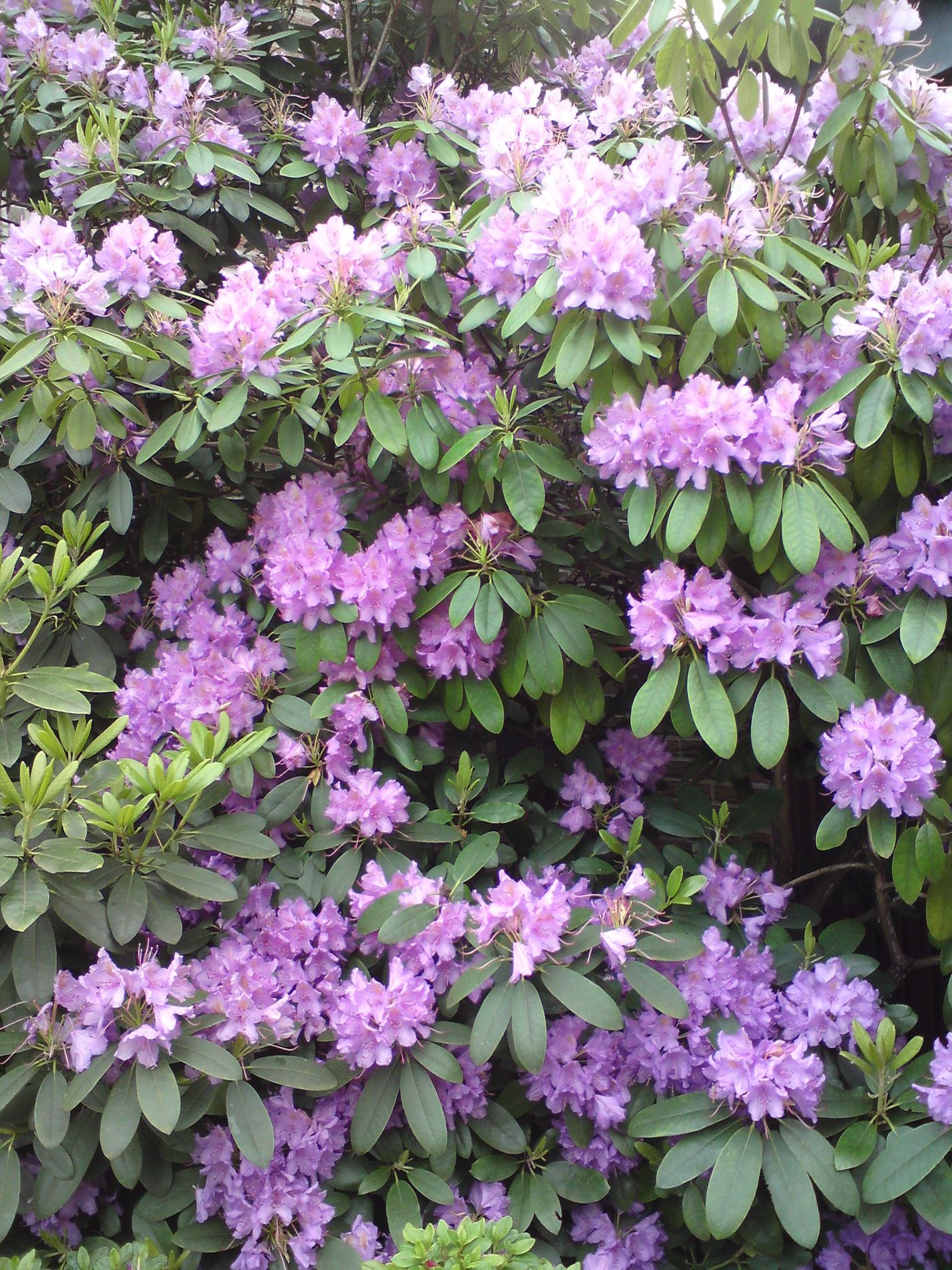 Rhododendron