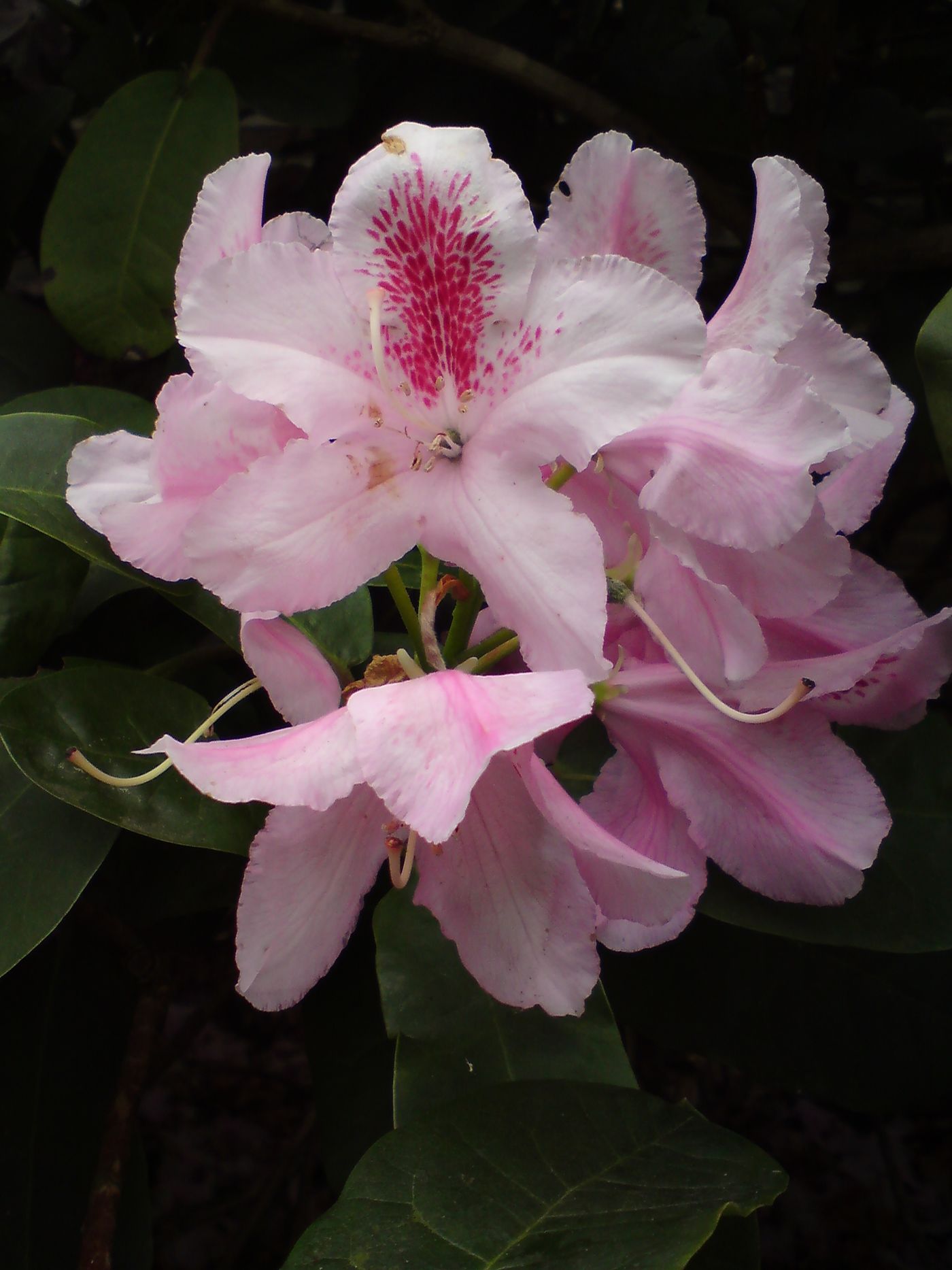 Rhododendron