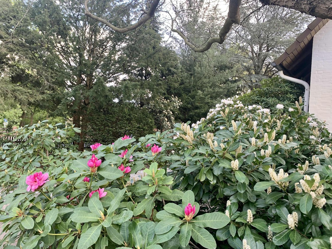 Rhododendron