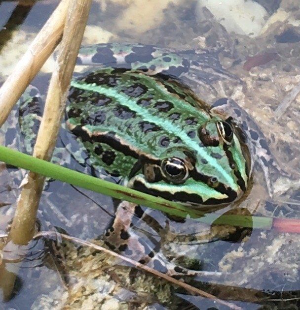 Frosch