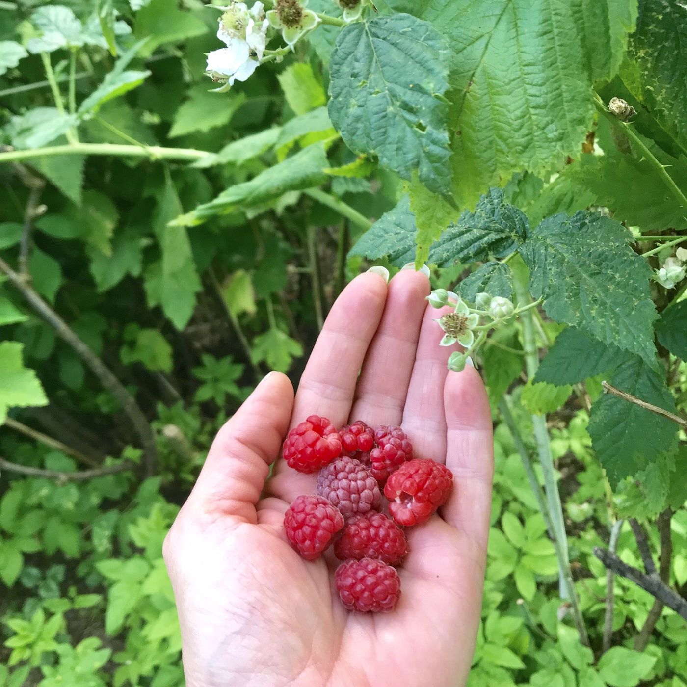 Himbeeren