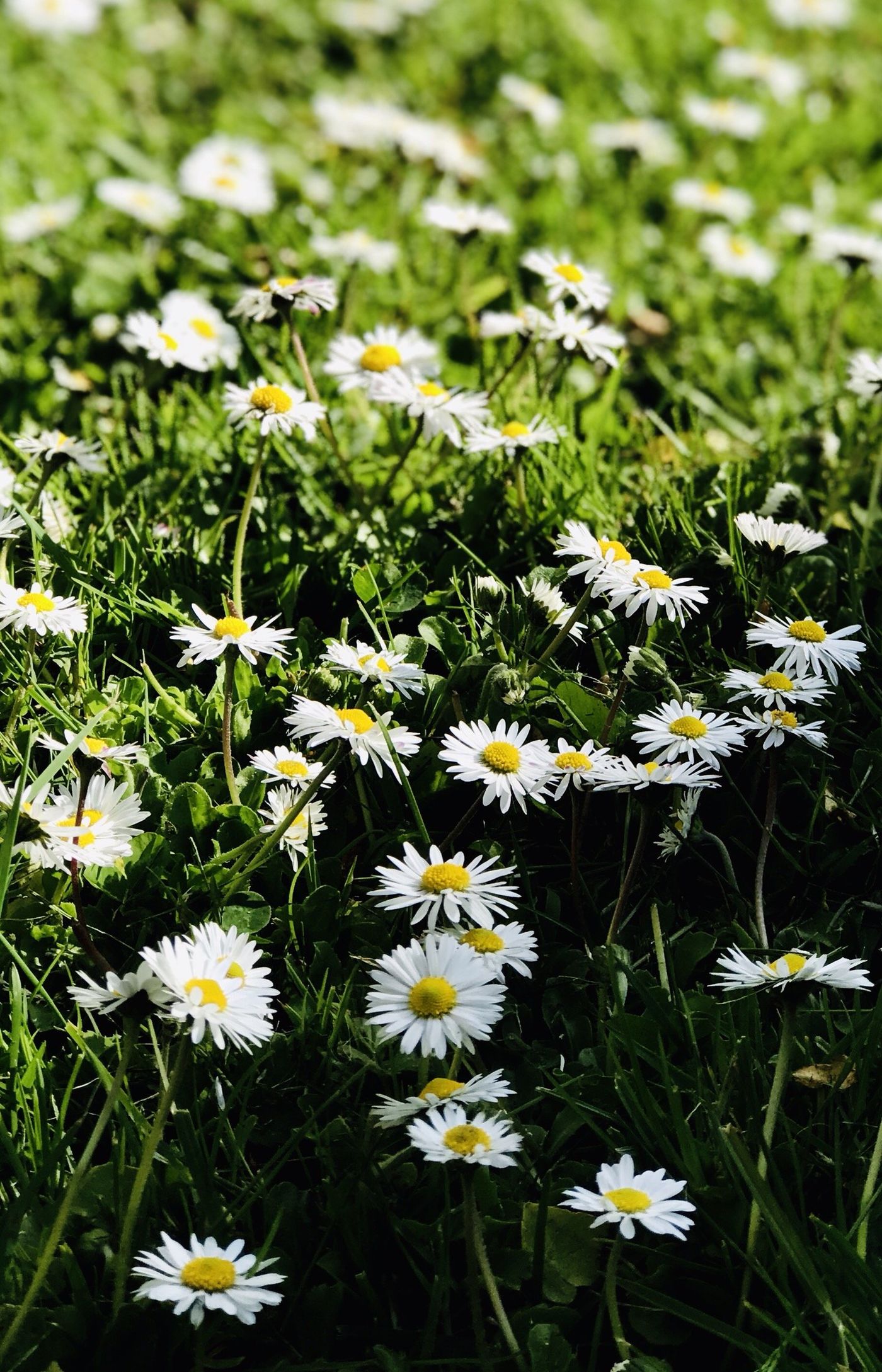 Gänseblümchen