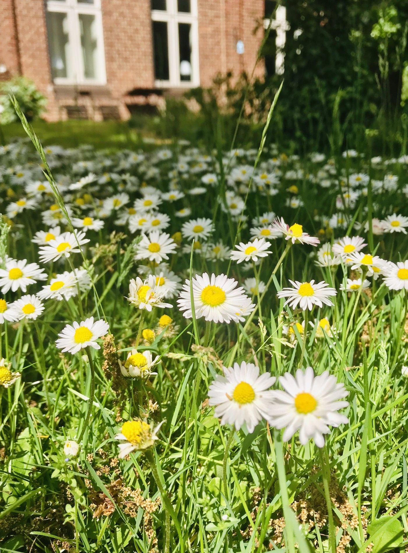 Gänseblümchen