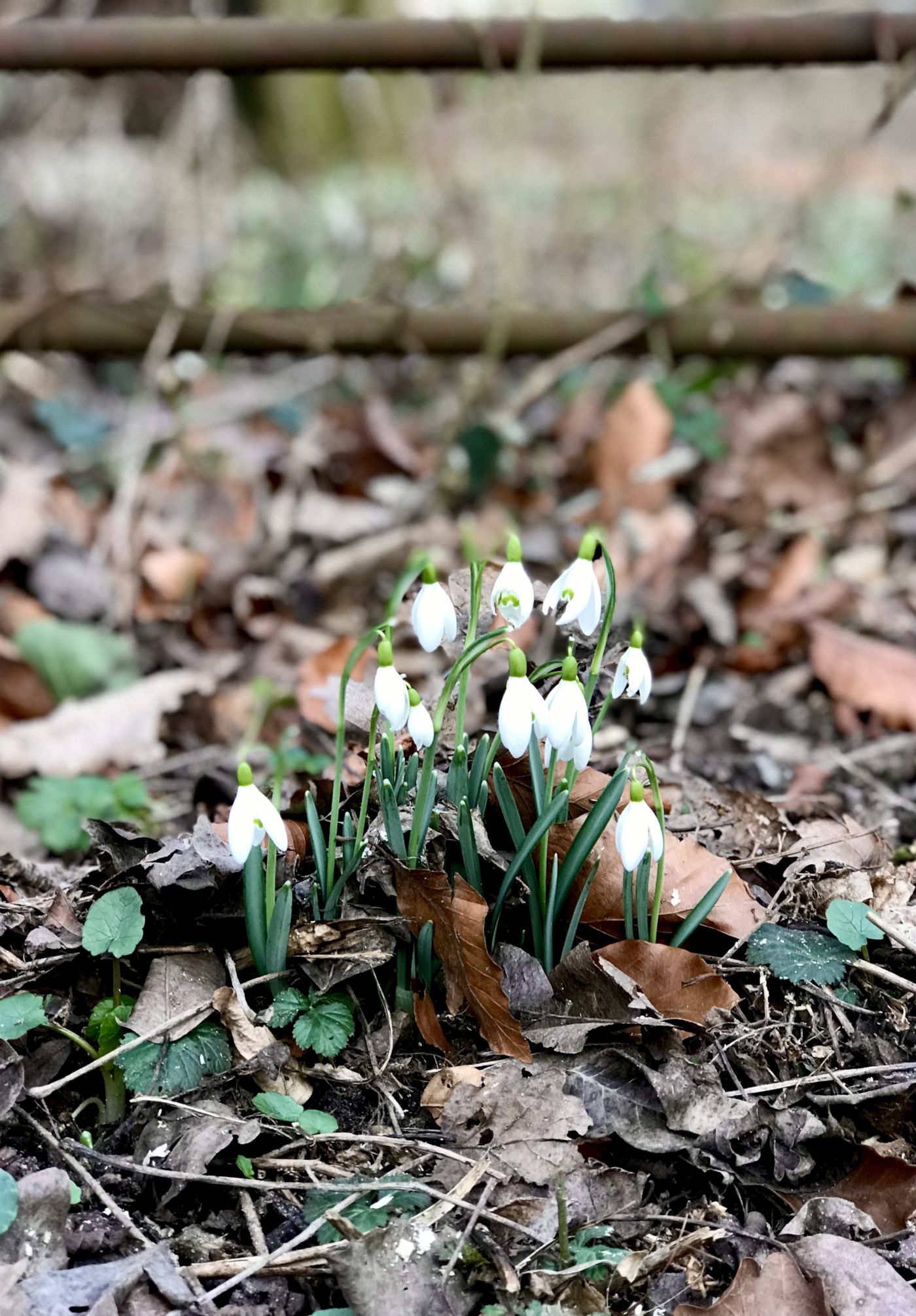 Schneegloeckchen