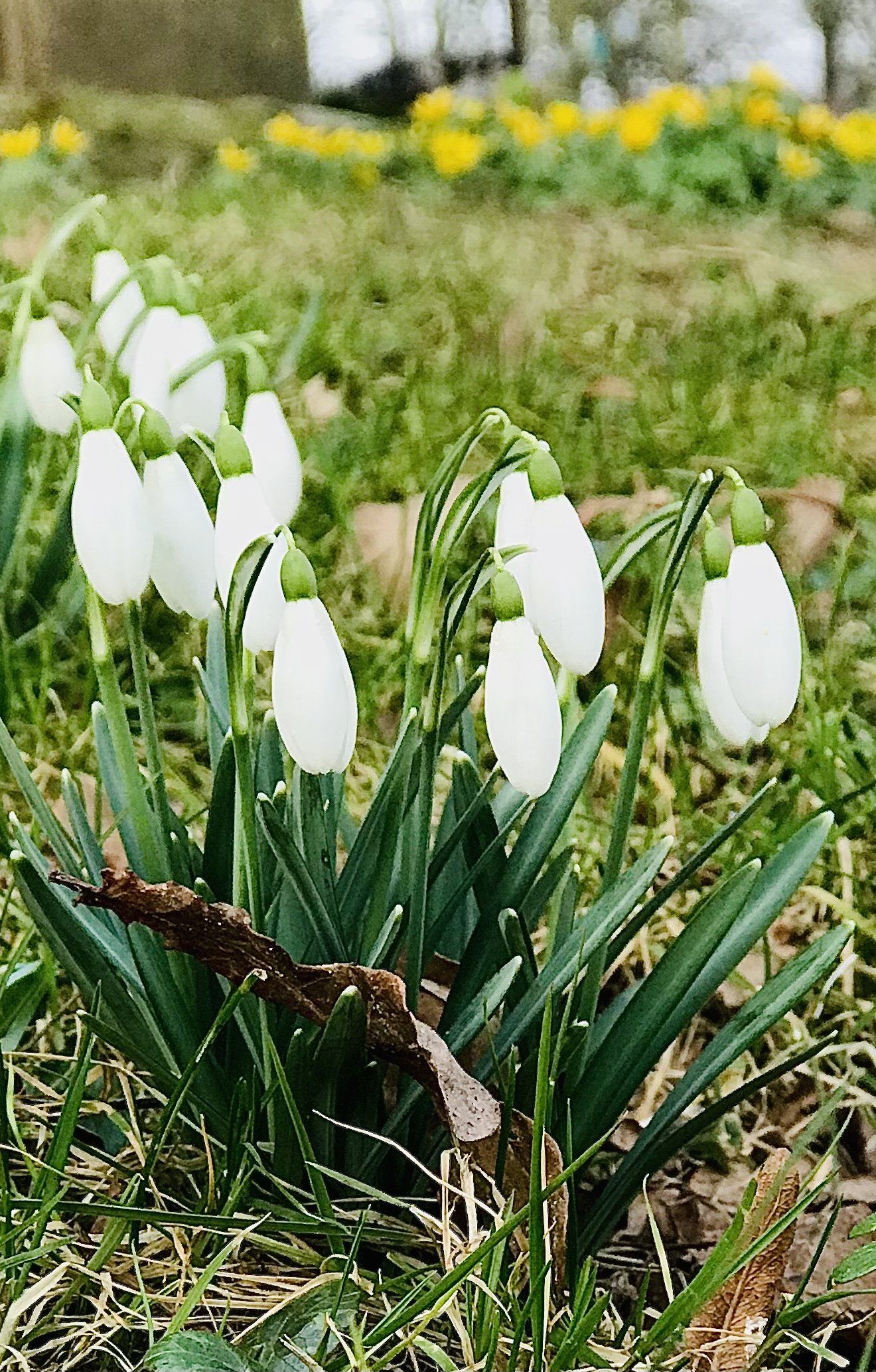 Schneeglöckchen