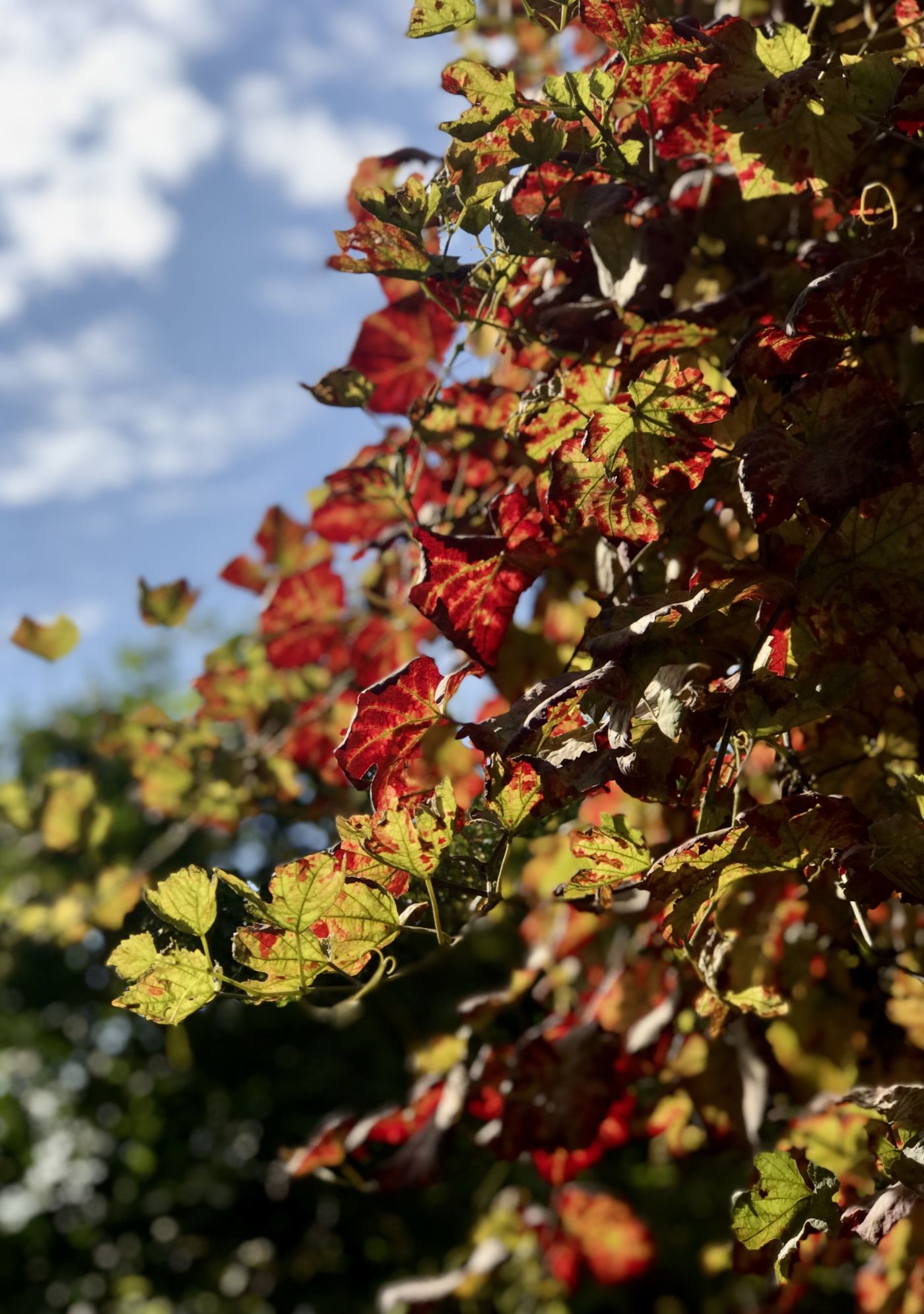 altweibersommer