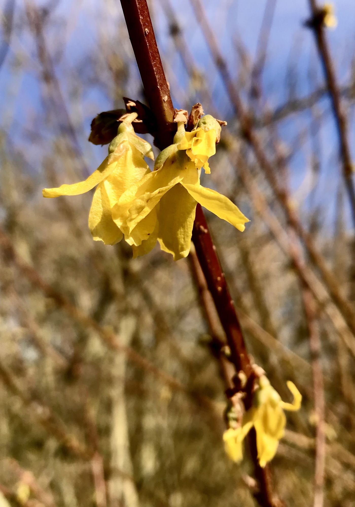 Forsythien