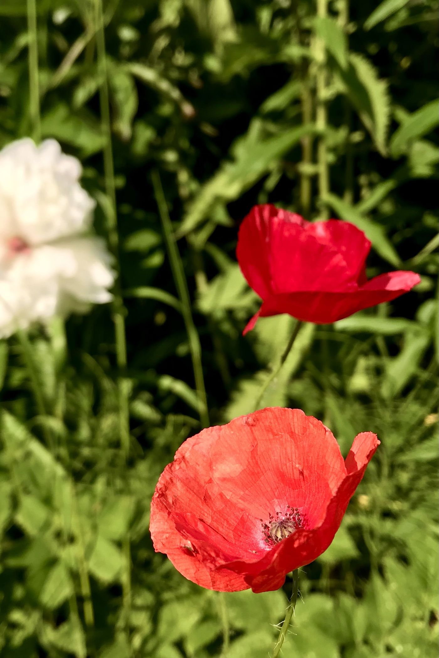 Mohn