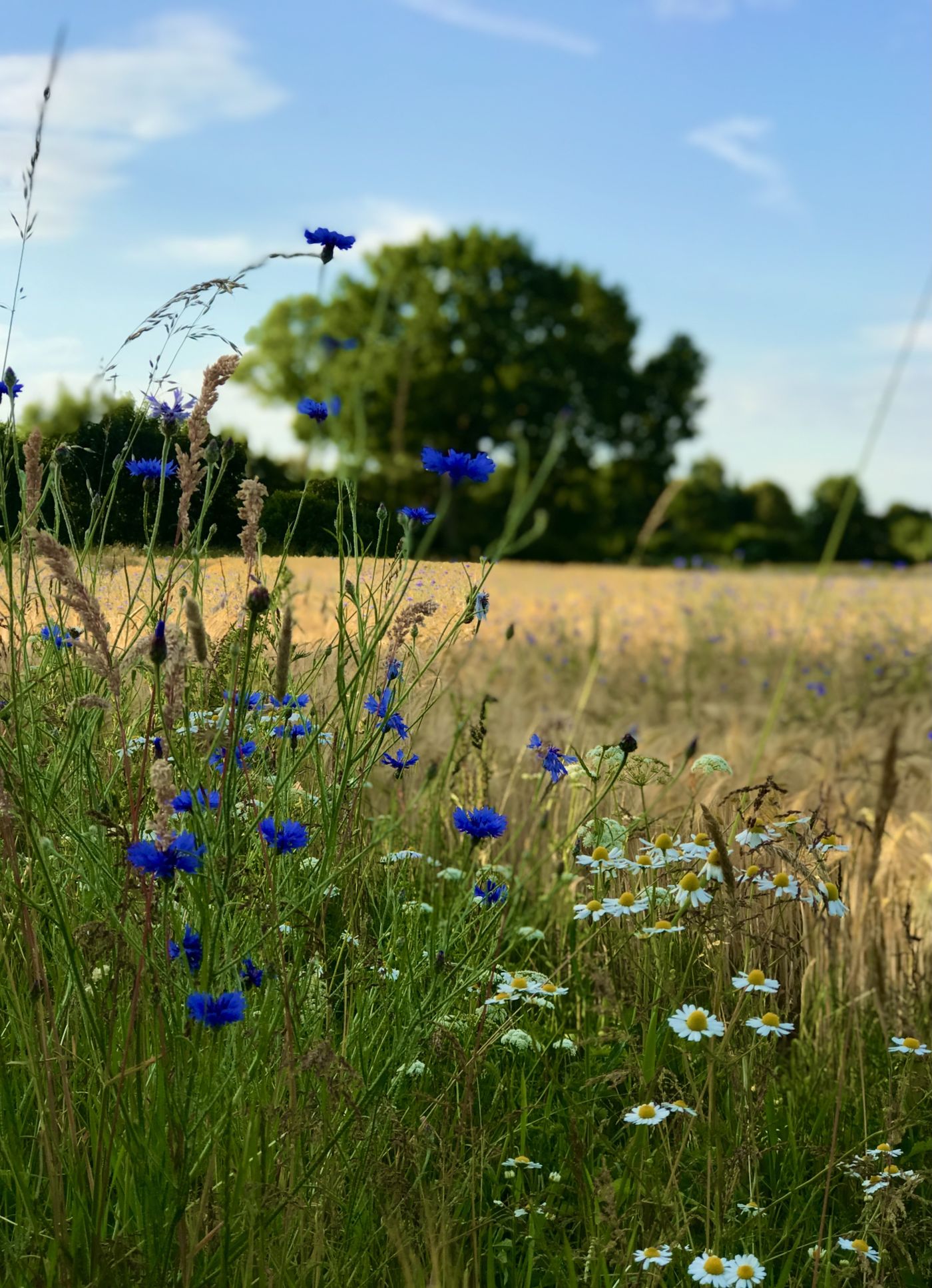 Kornblumen