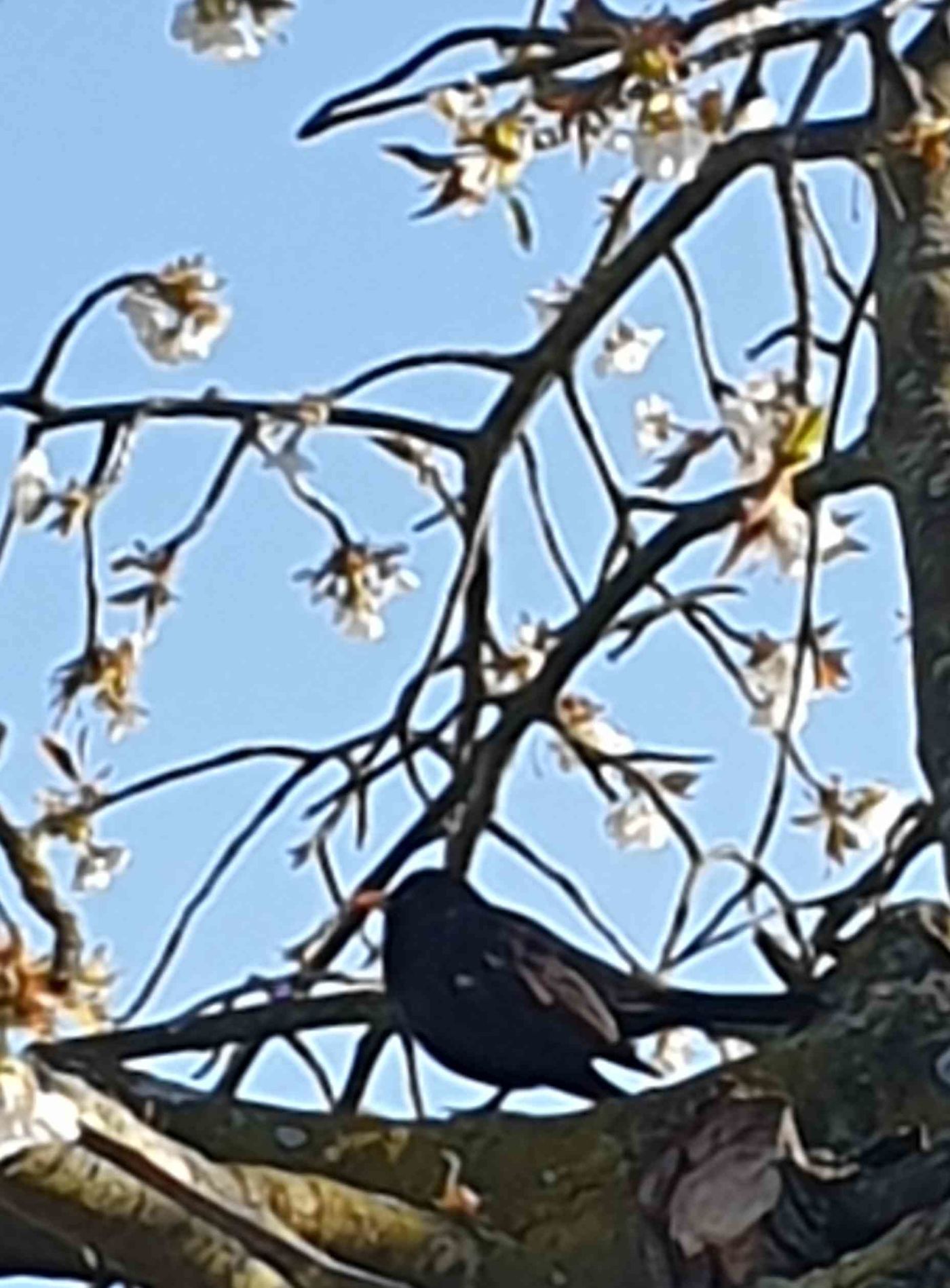 amsel