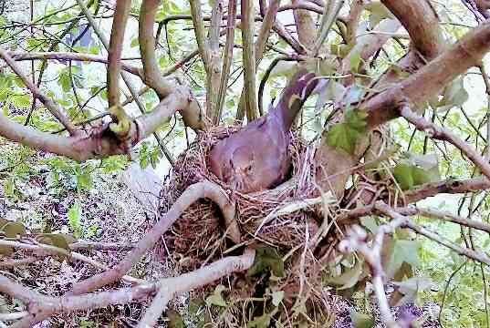 amsel