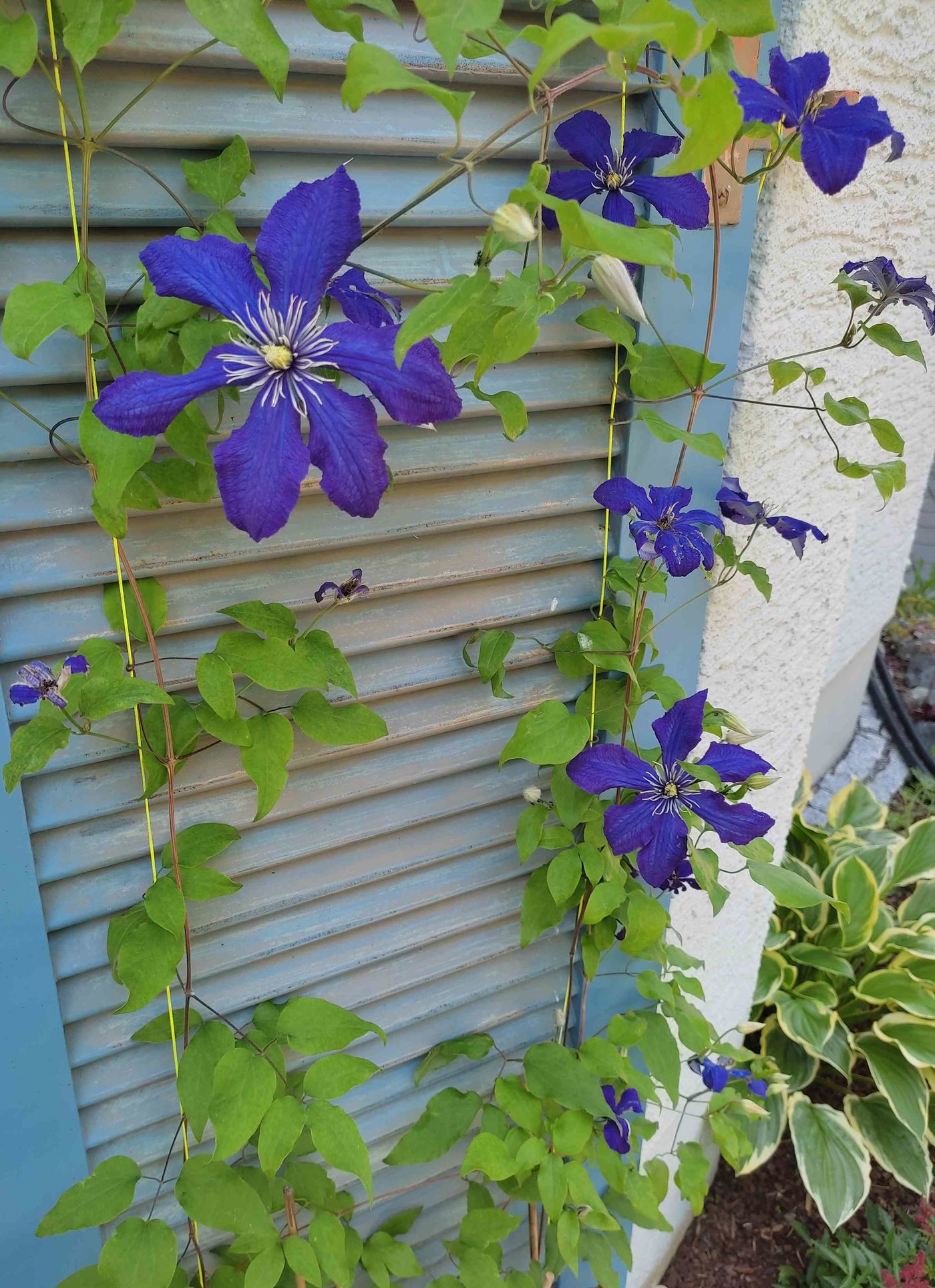 Clematis