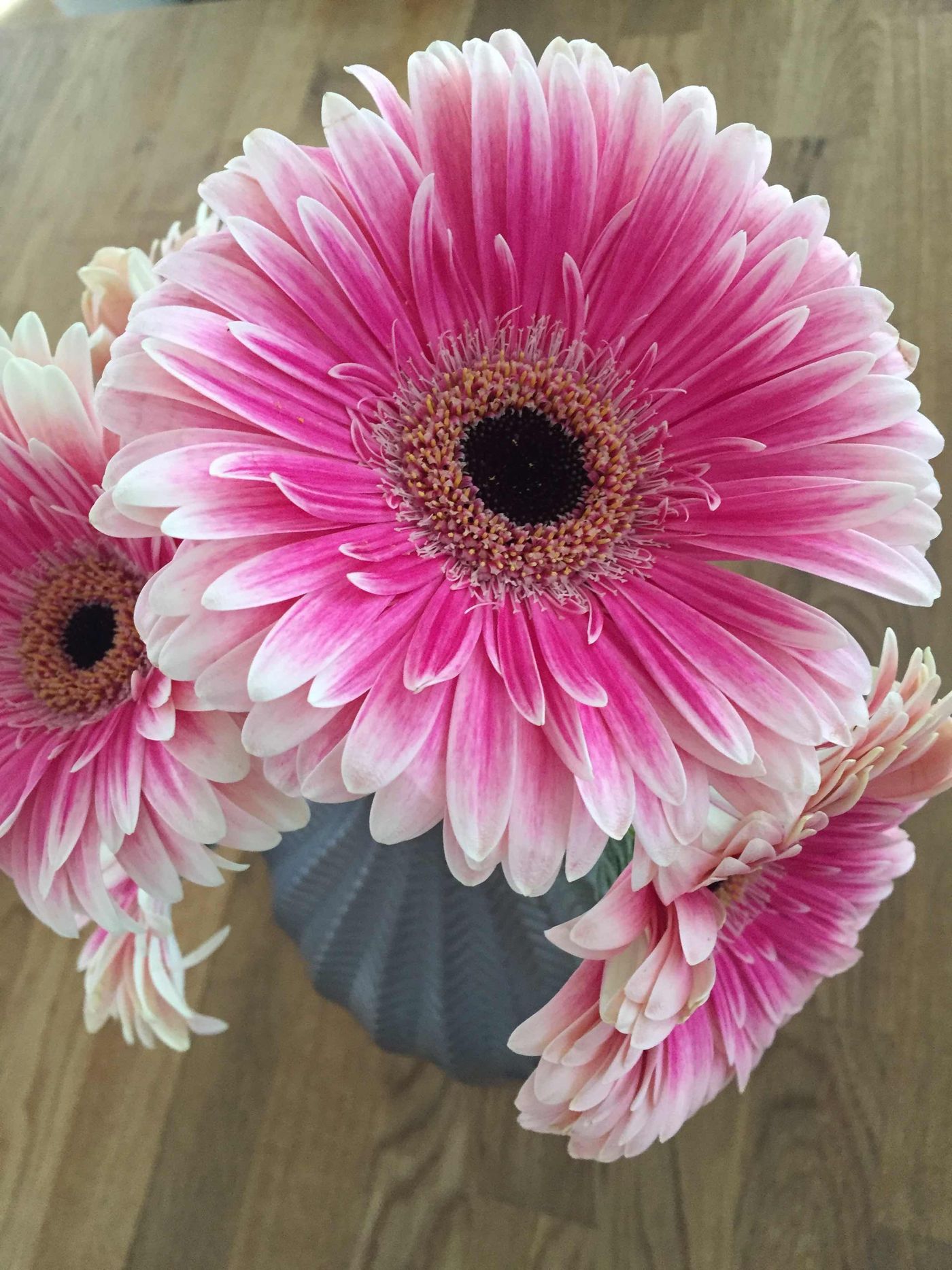 Gerbera