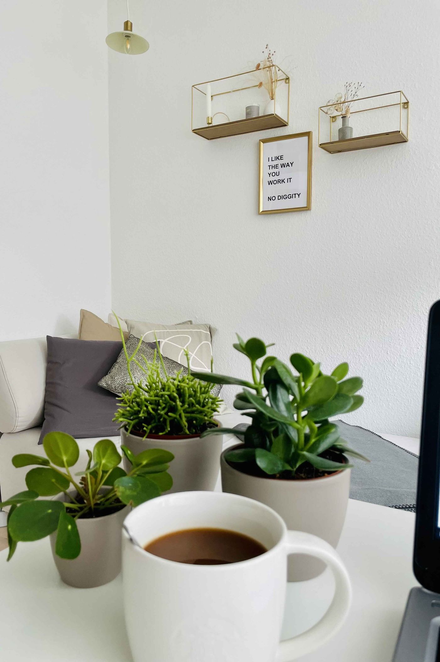 Pilea Peperomioides