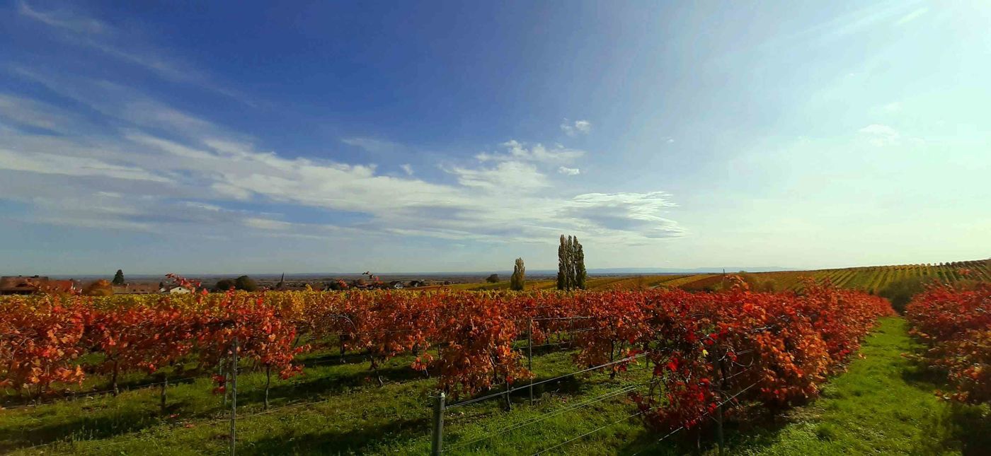 Weinberge