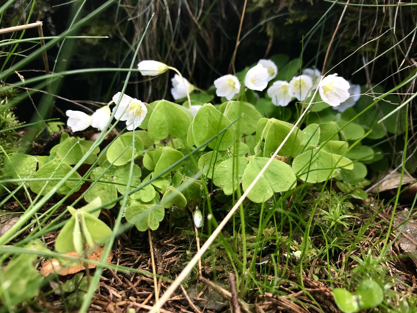 Waldspaziergang