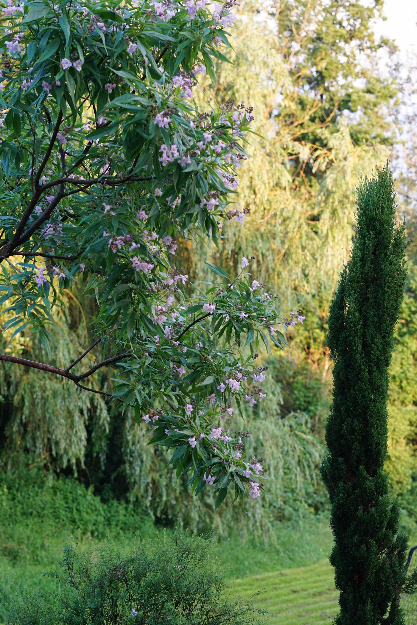 Oleander