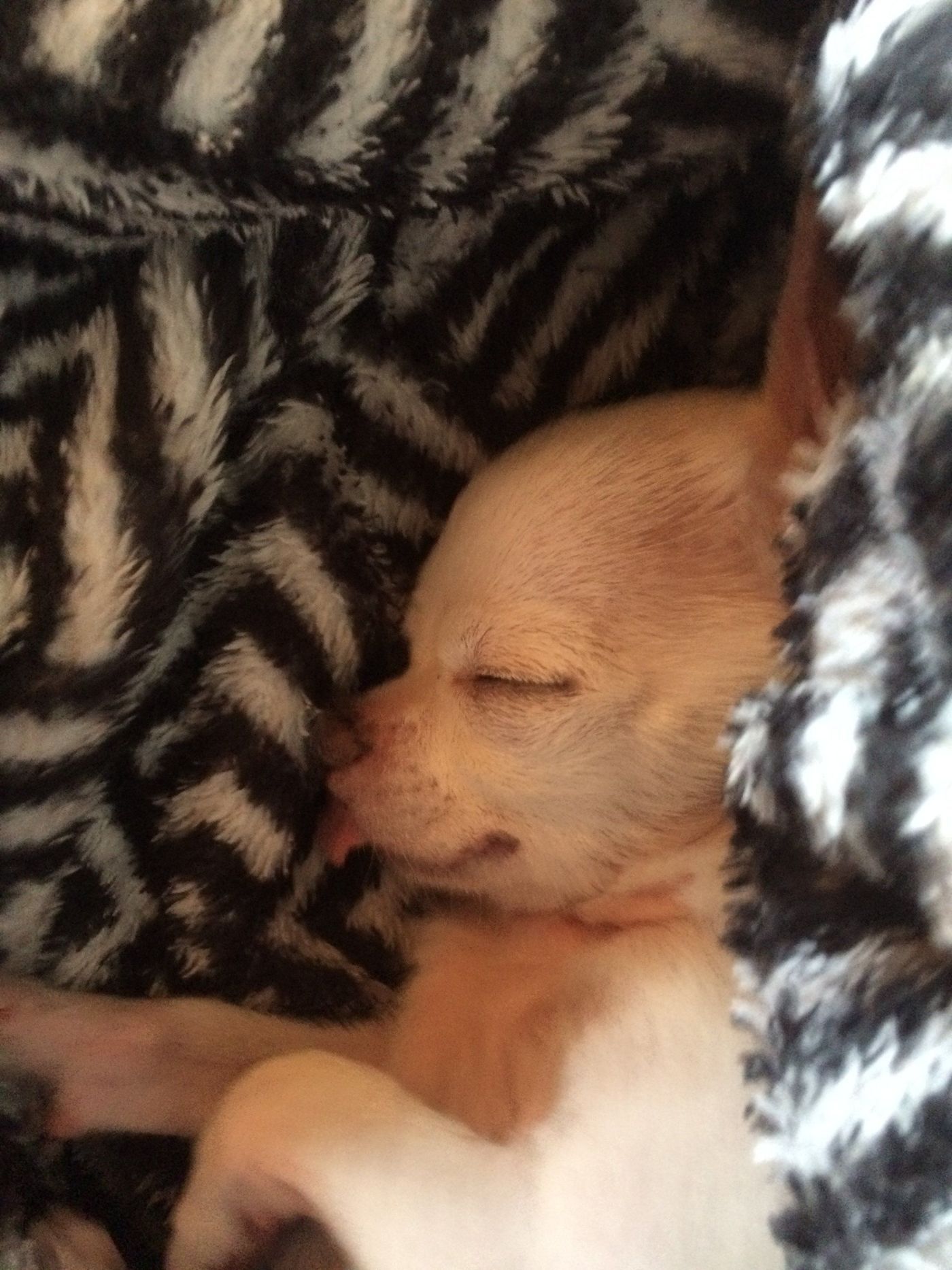 chihuahua