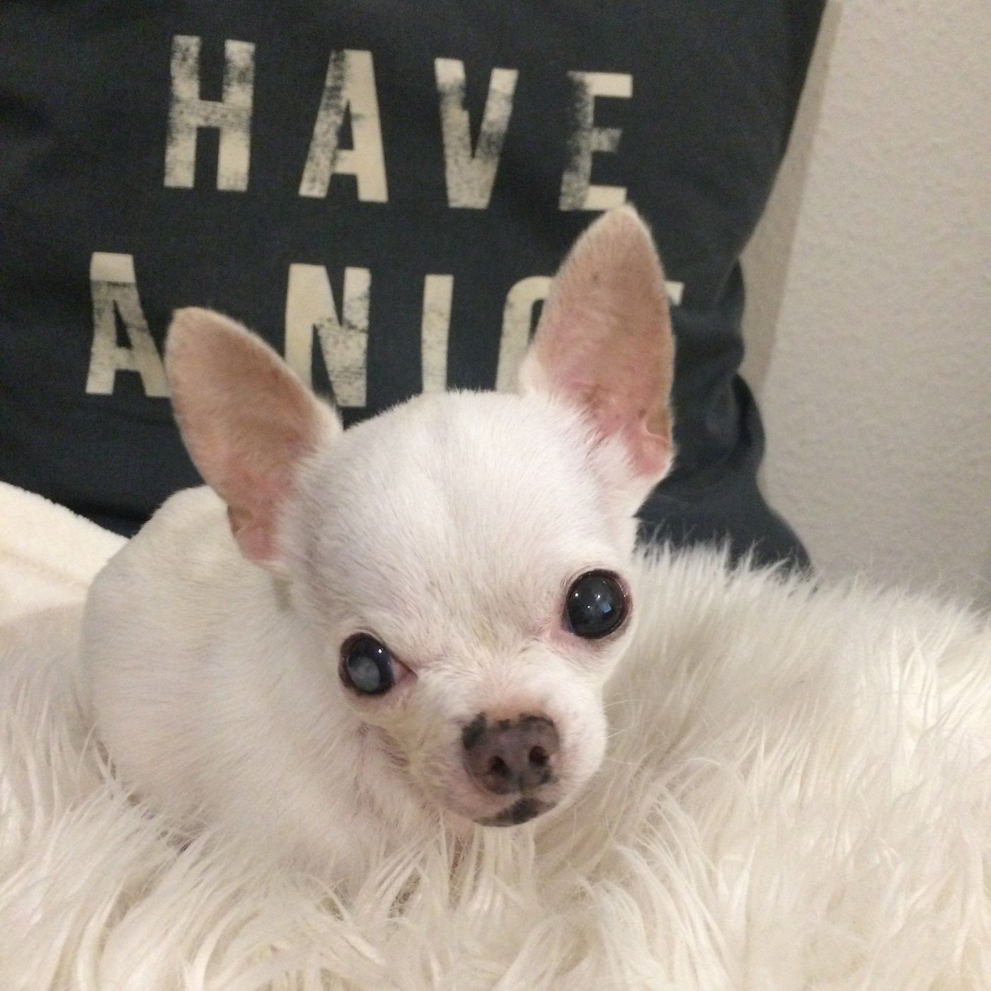 chihuahua