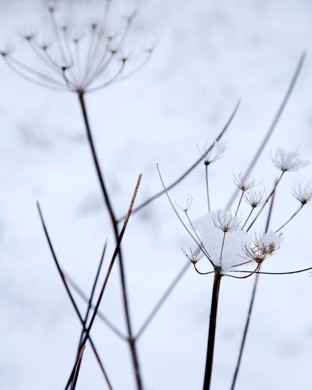 Winterblume