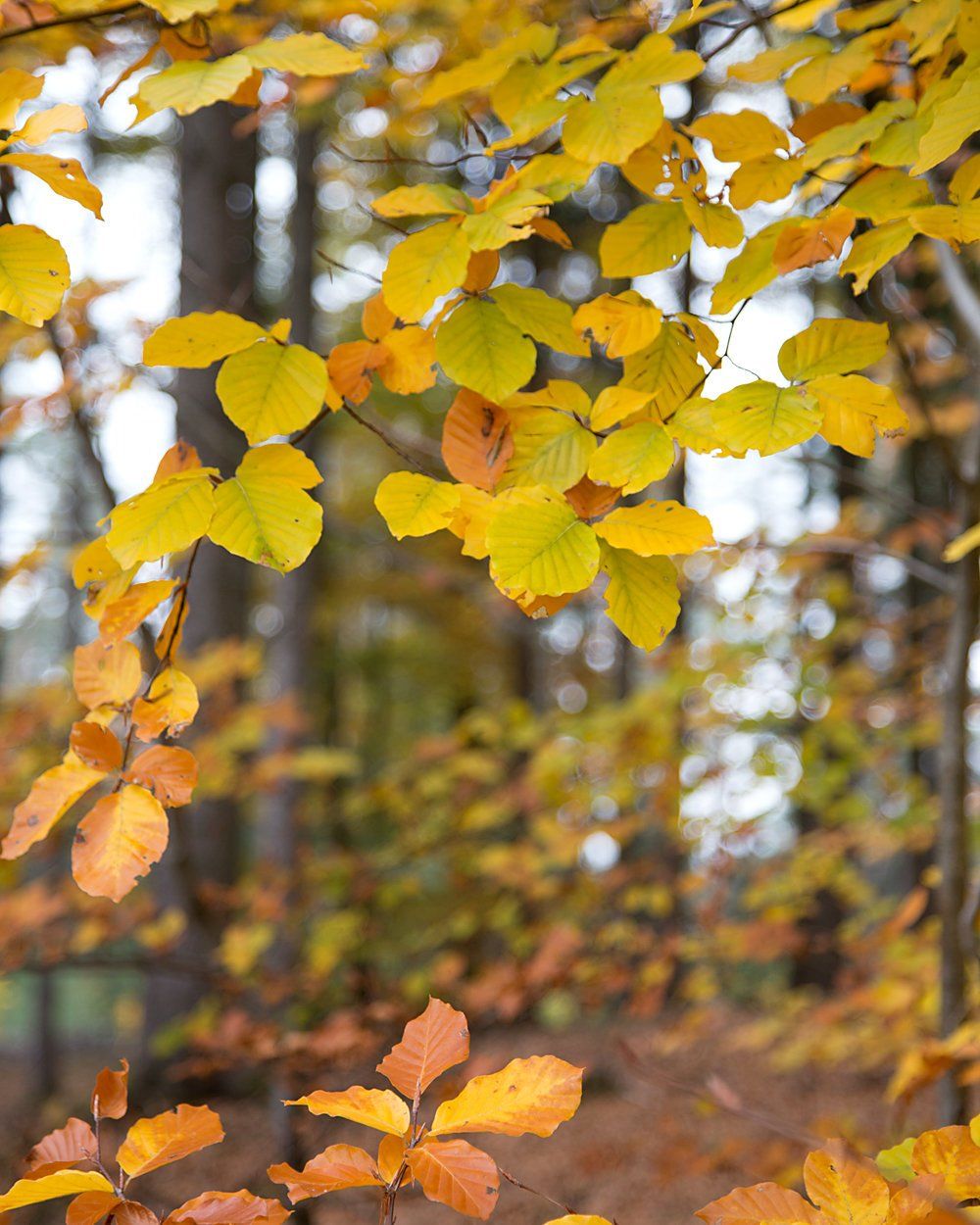 Herbstwald