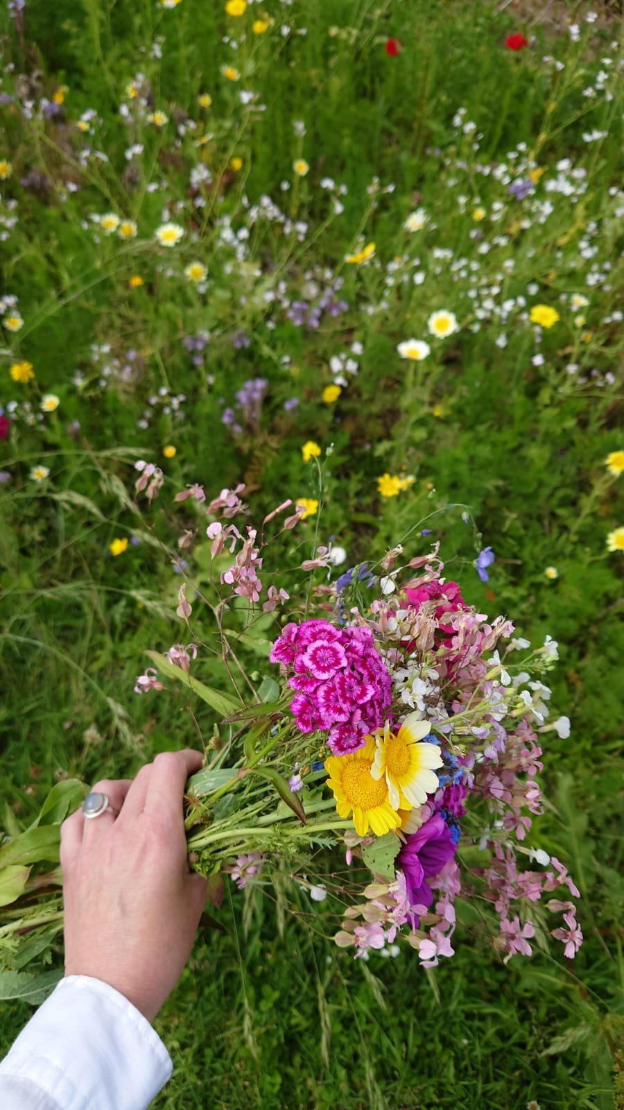 Wiesenblumen