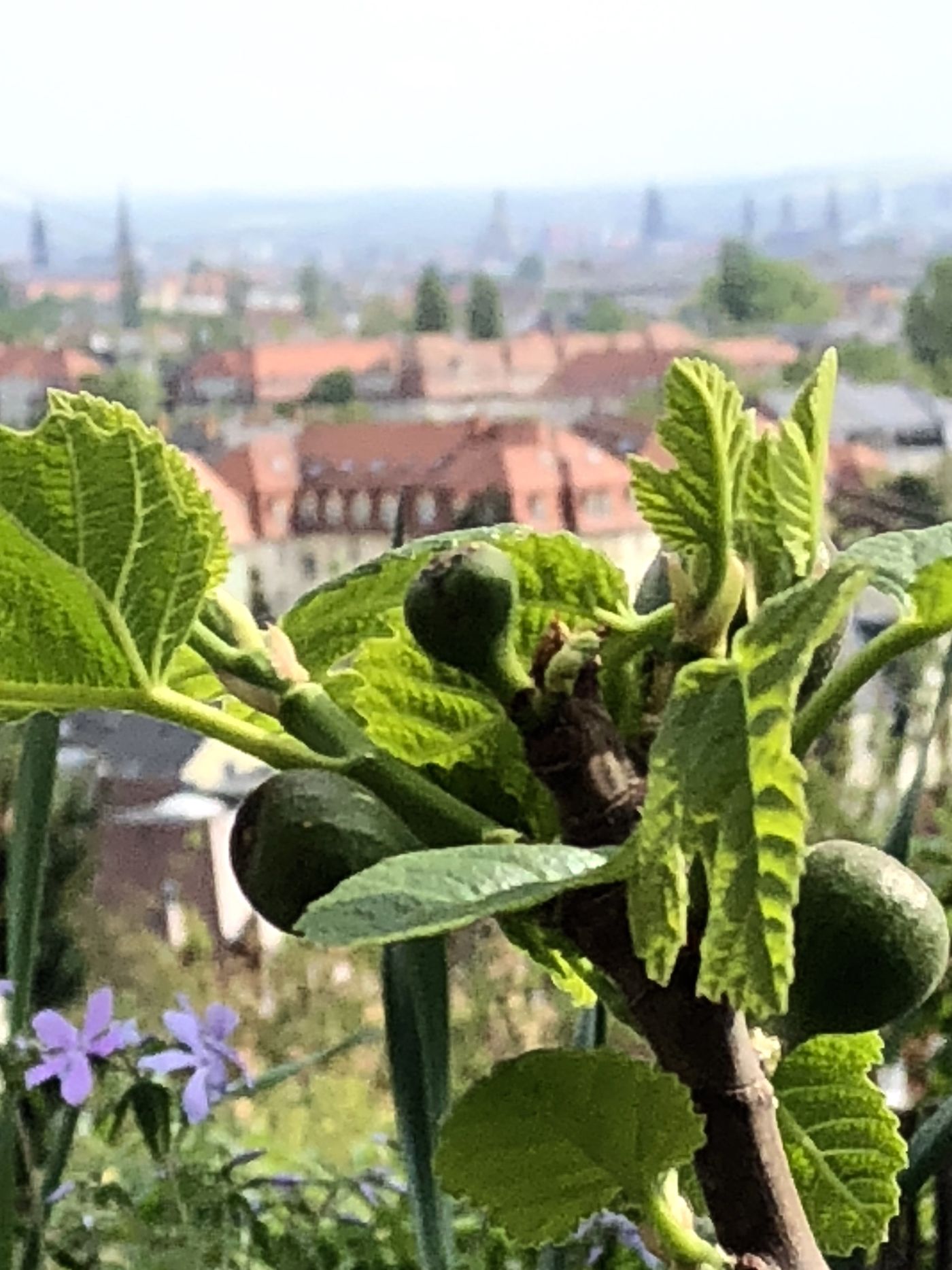 Dresden