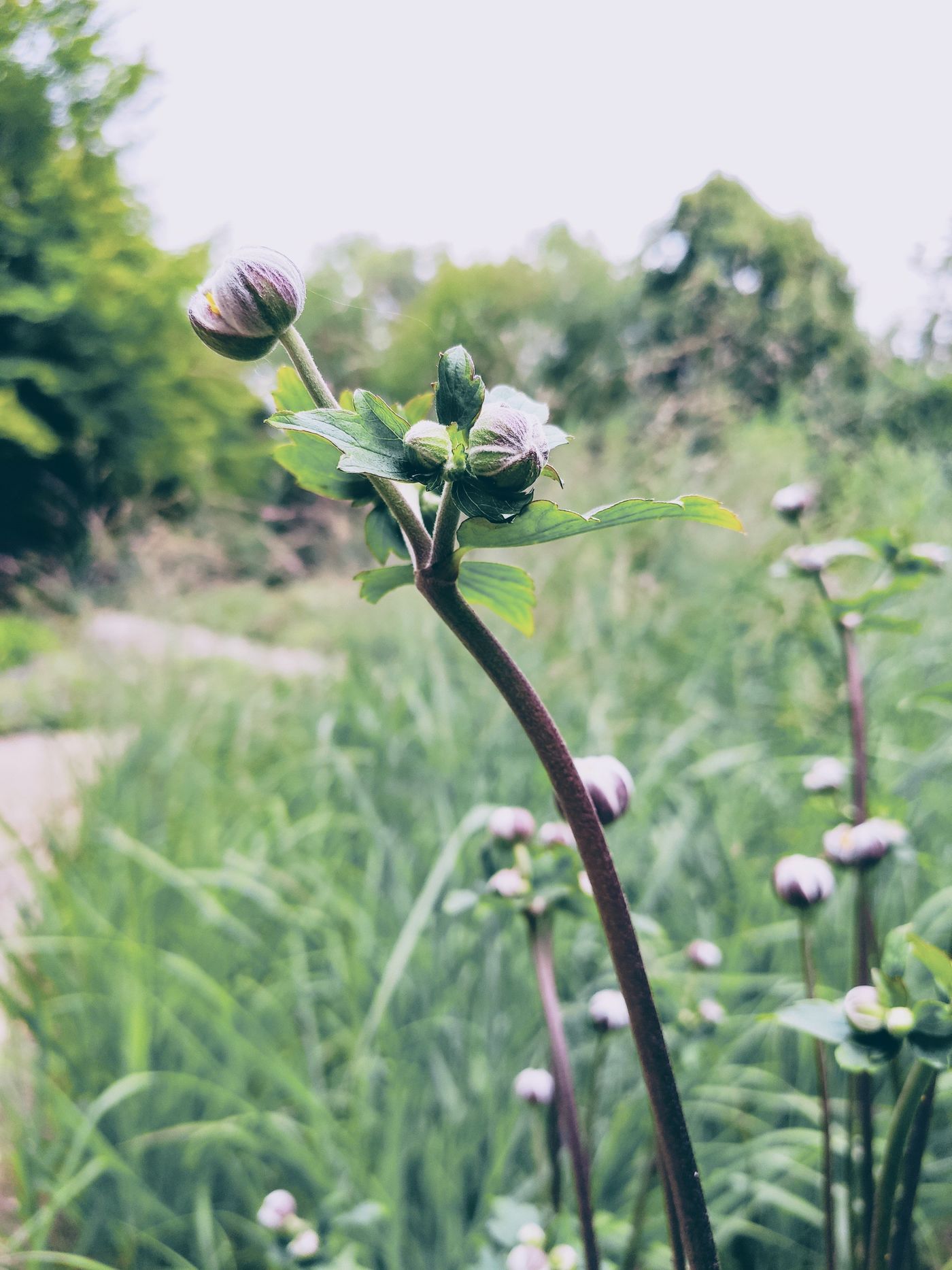 Naturgarten