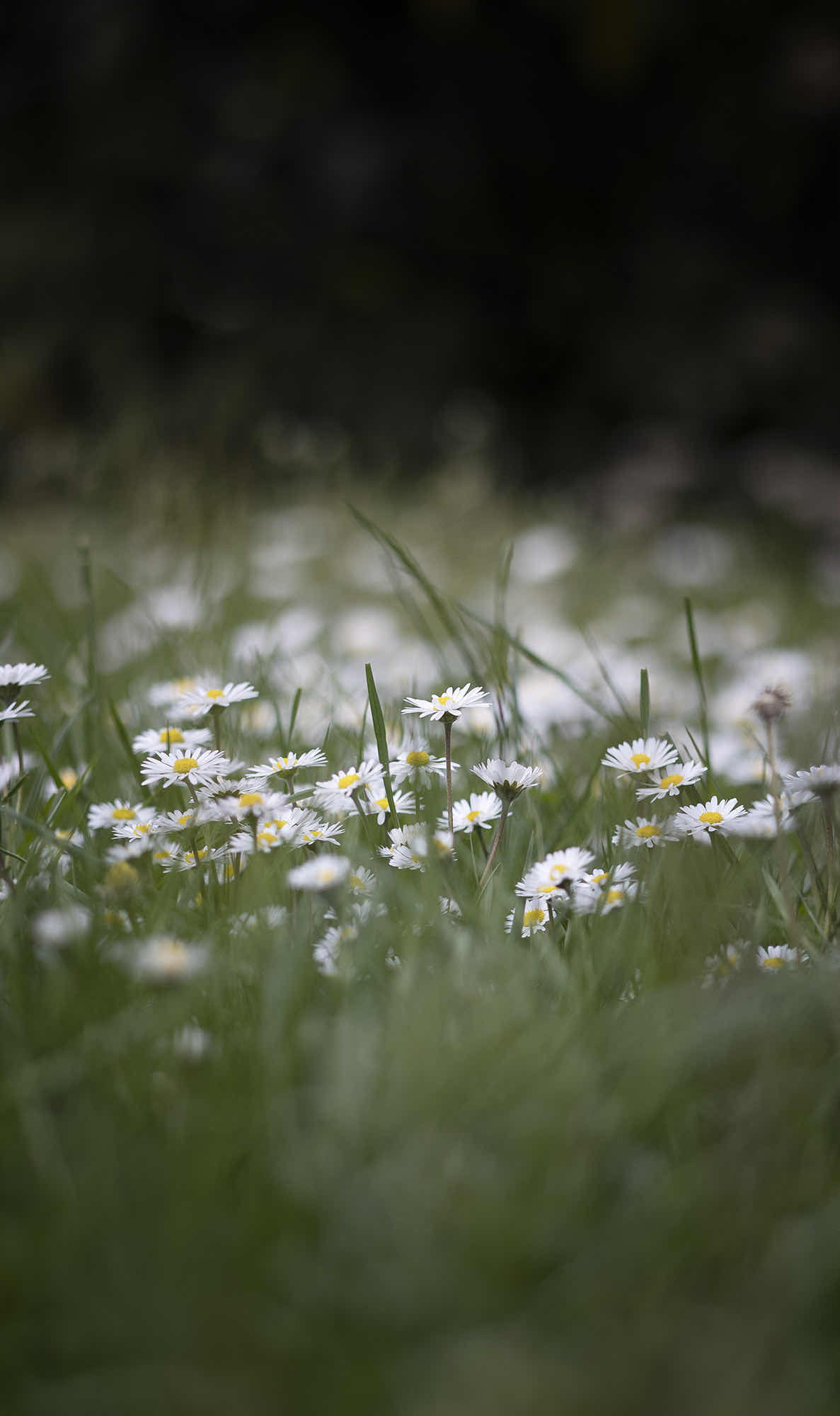 Gänseblümchen