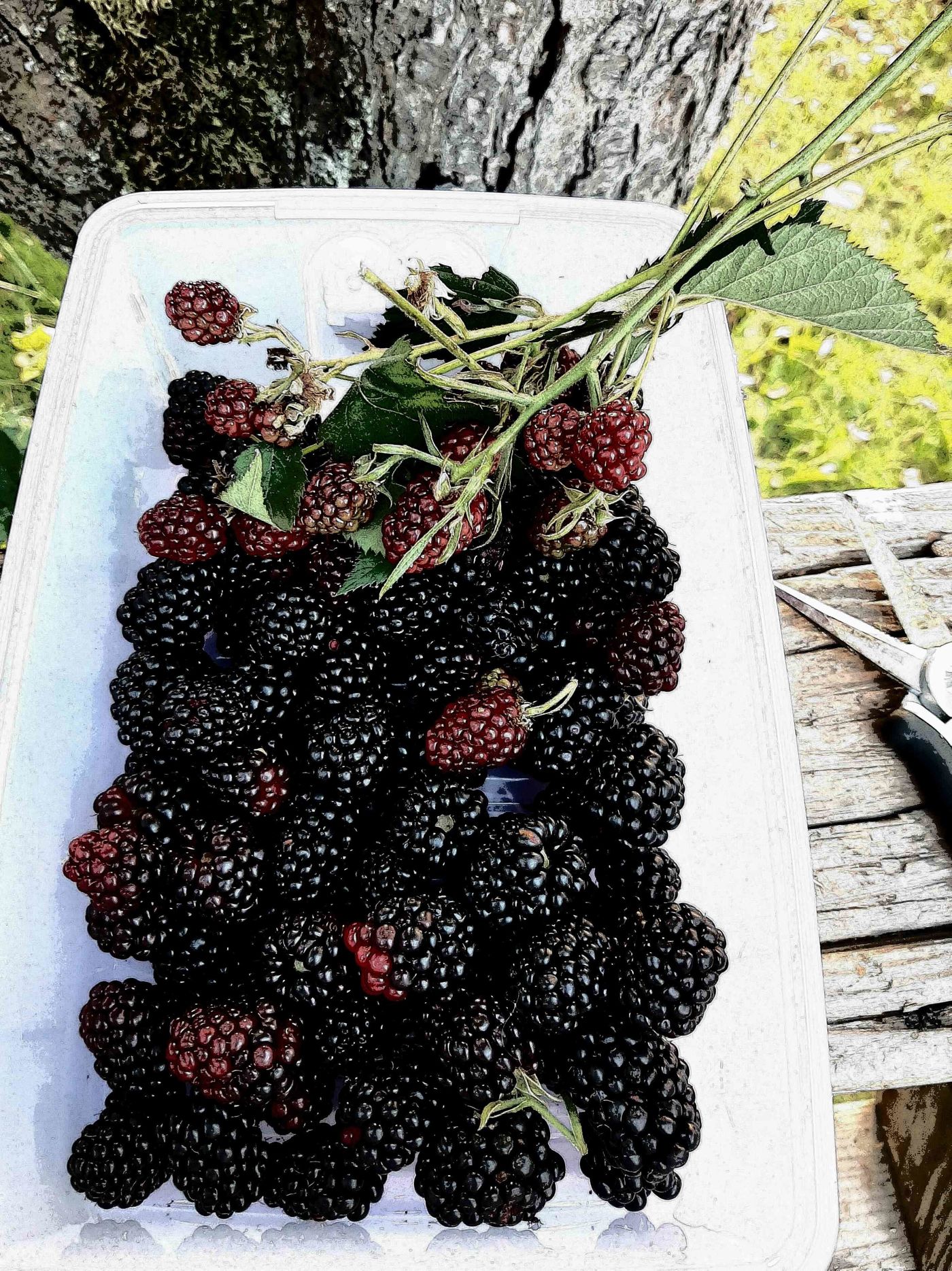 Brombeeren