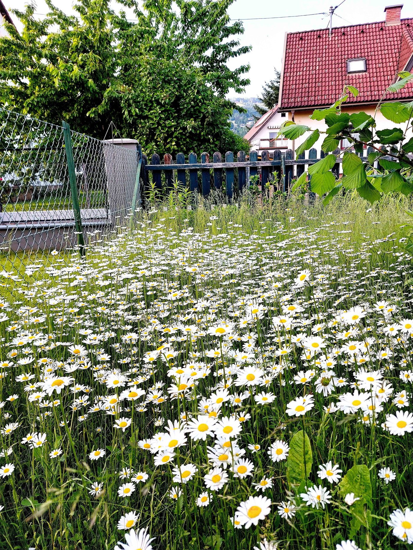 Blumenwiese