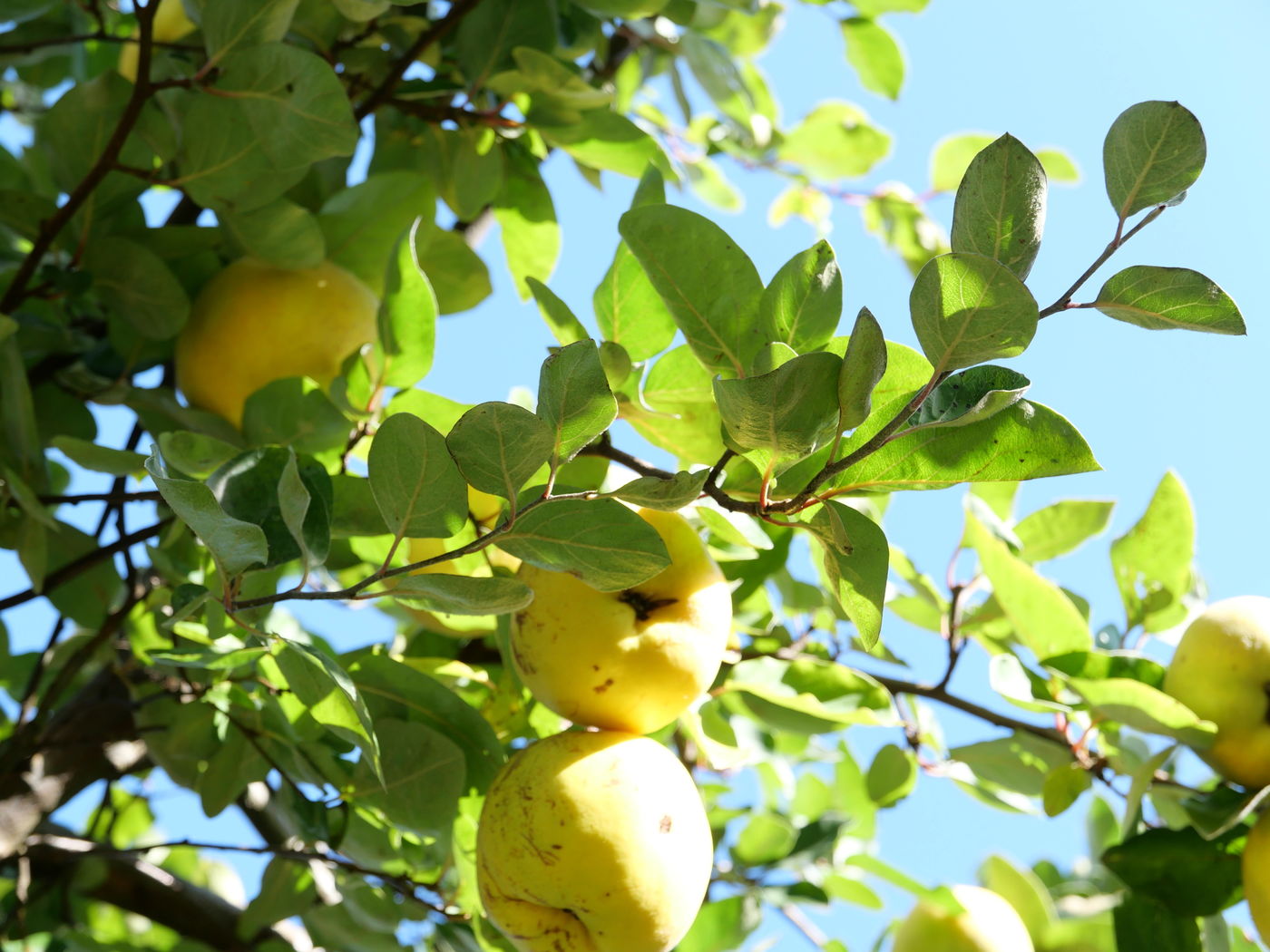 Obstbaum