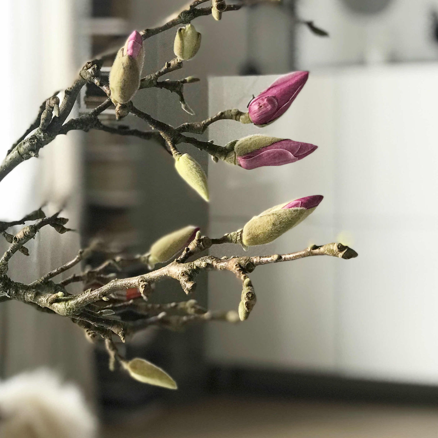 Magnolia