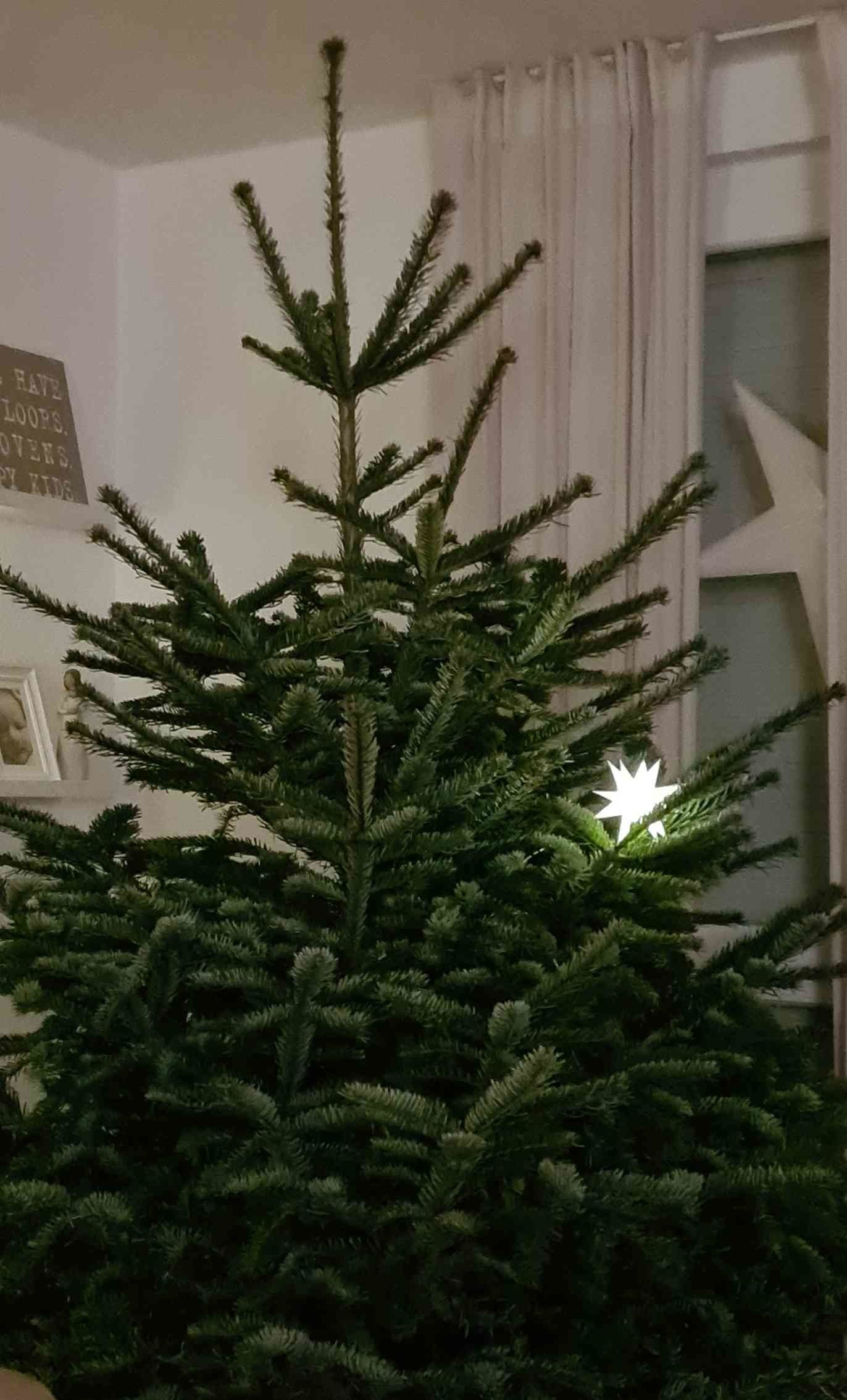 Tannenbaum