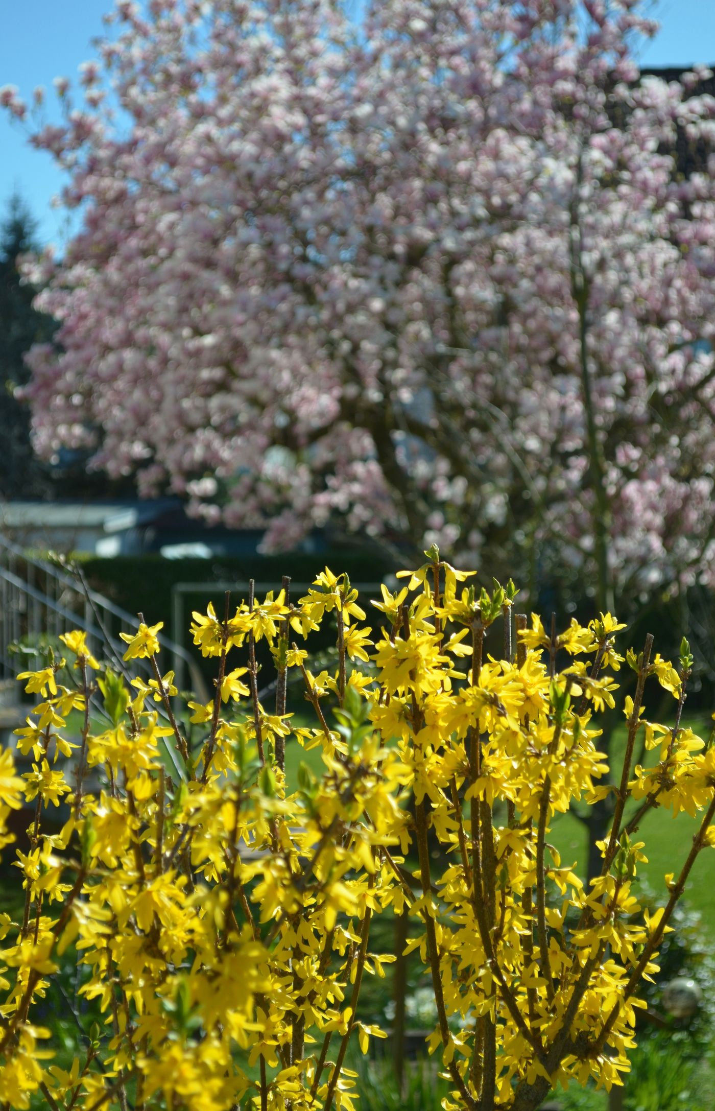 Forsythien