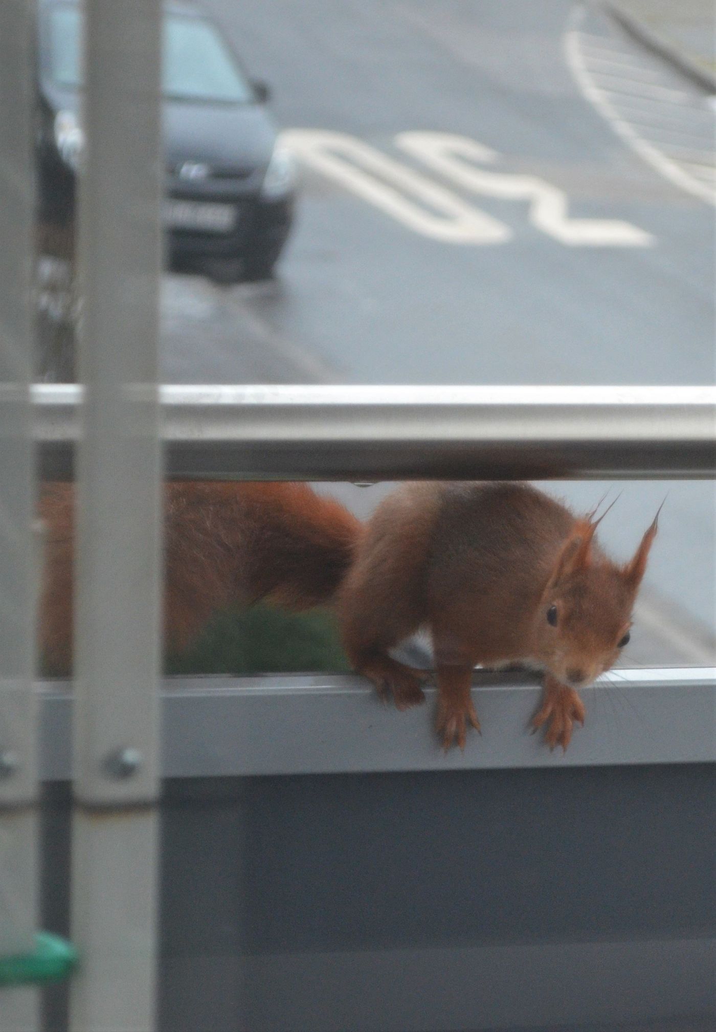 Fensterblick