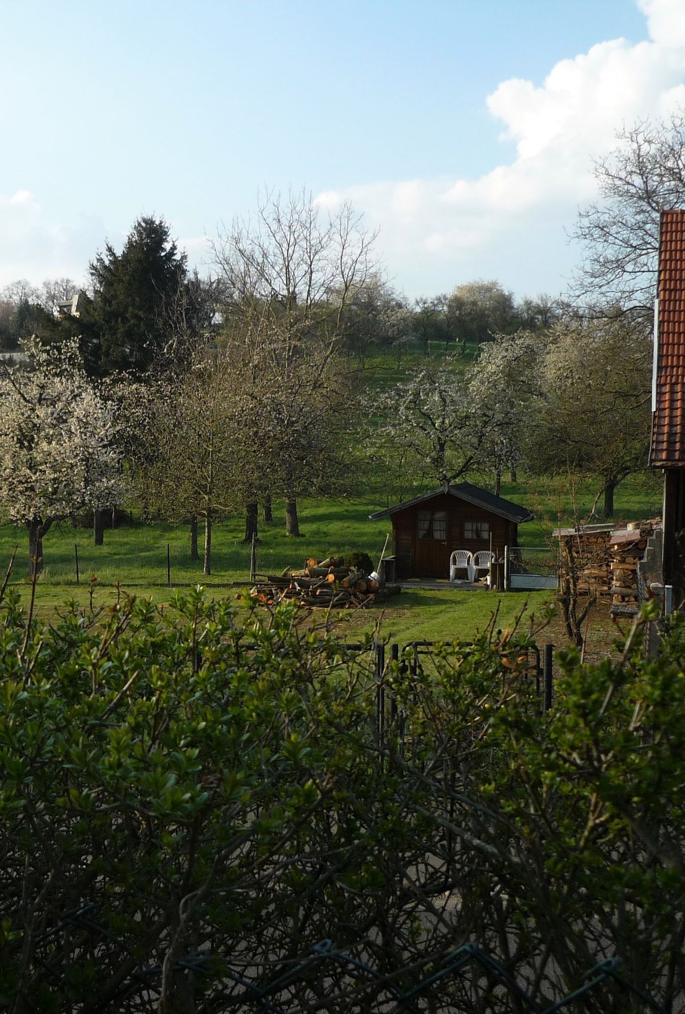 Obstbaum