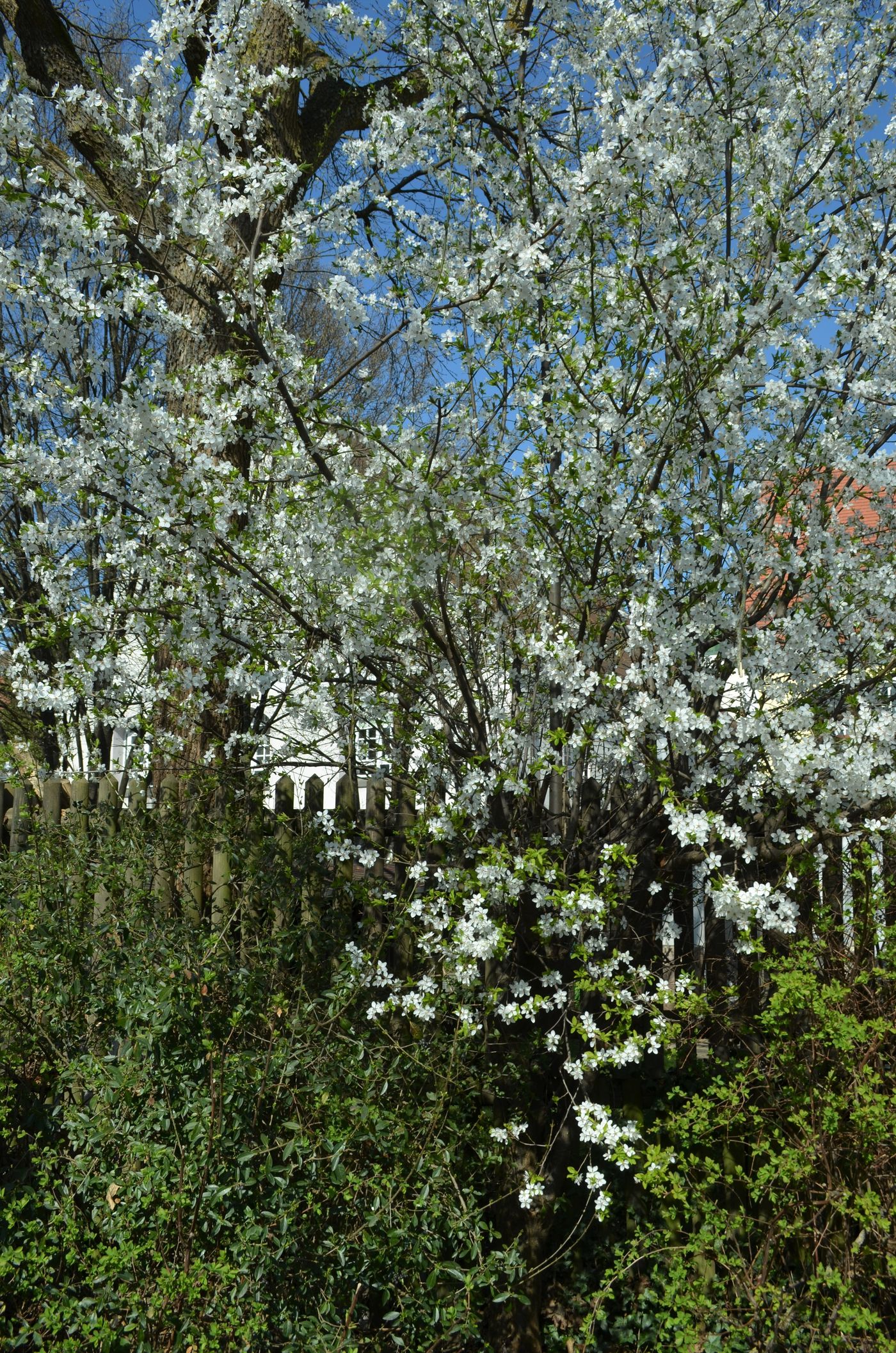 Stadtgarten