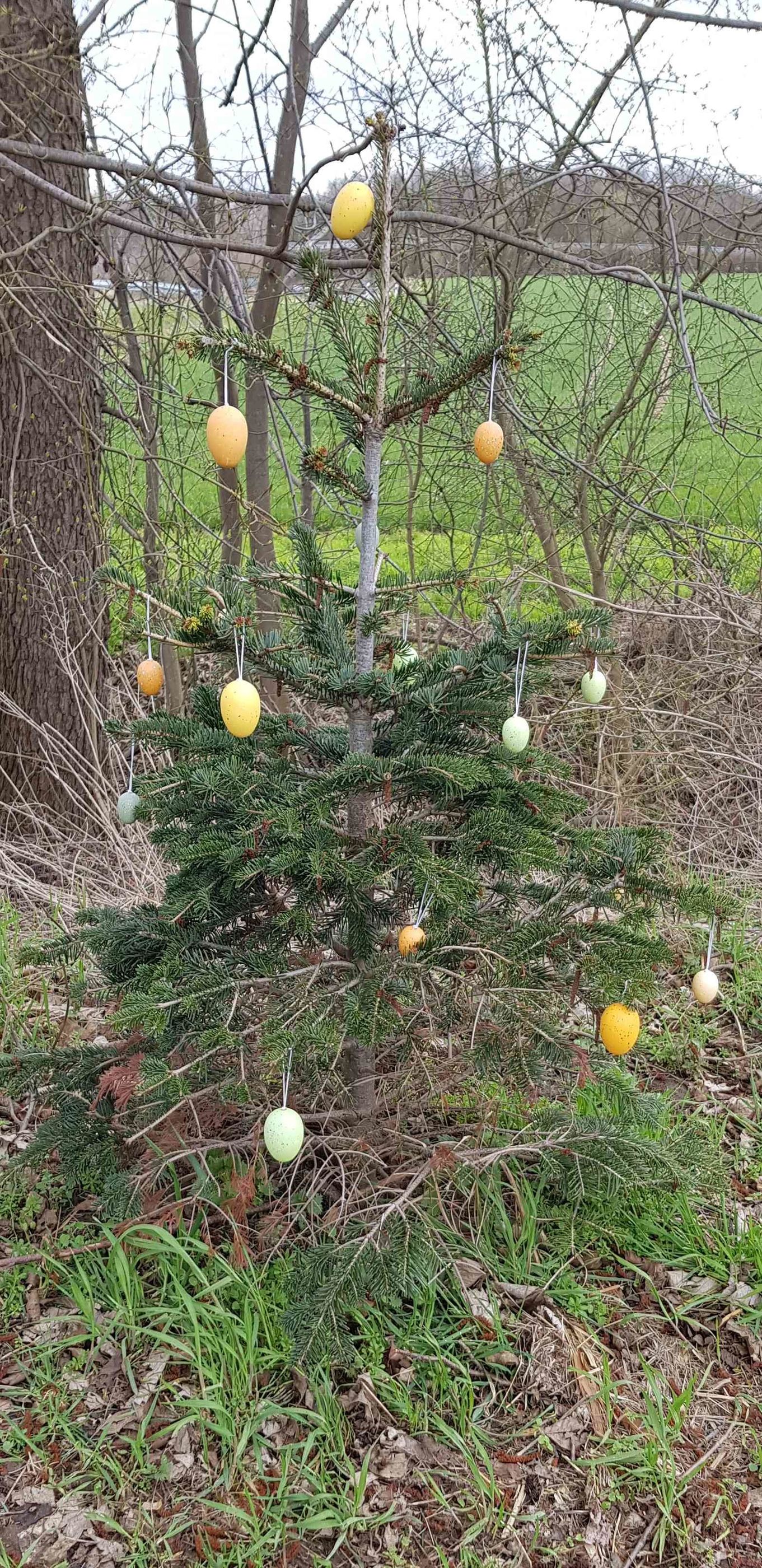 Osterbaum