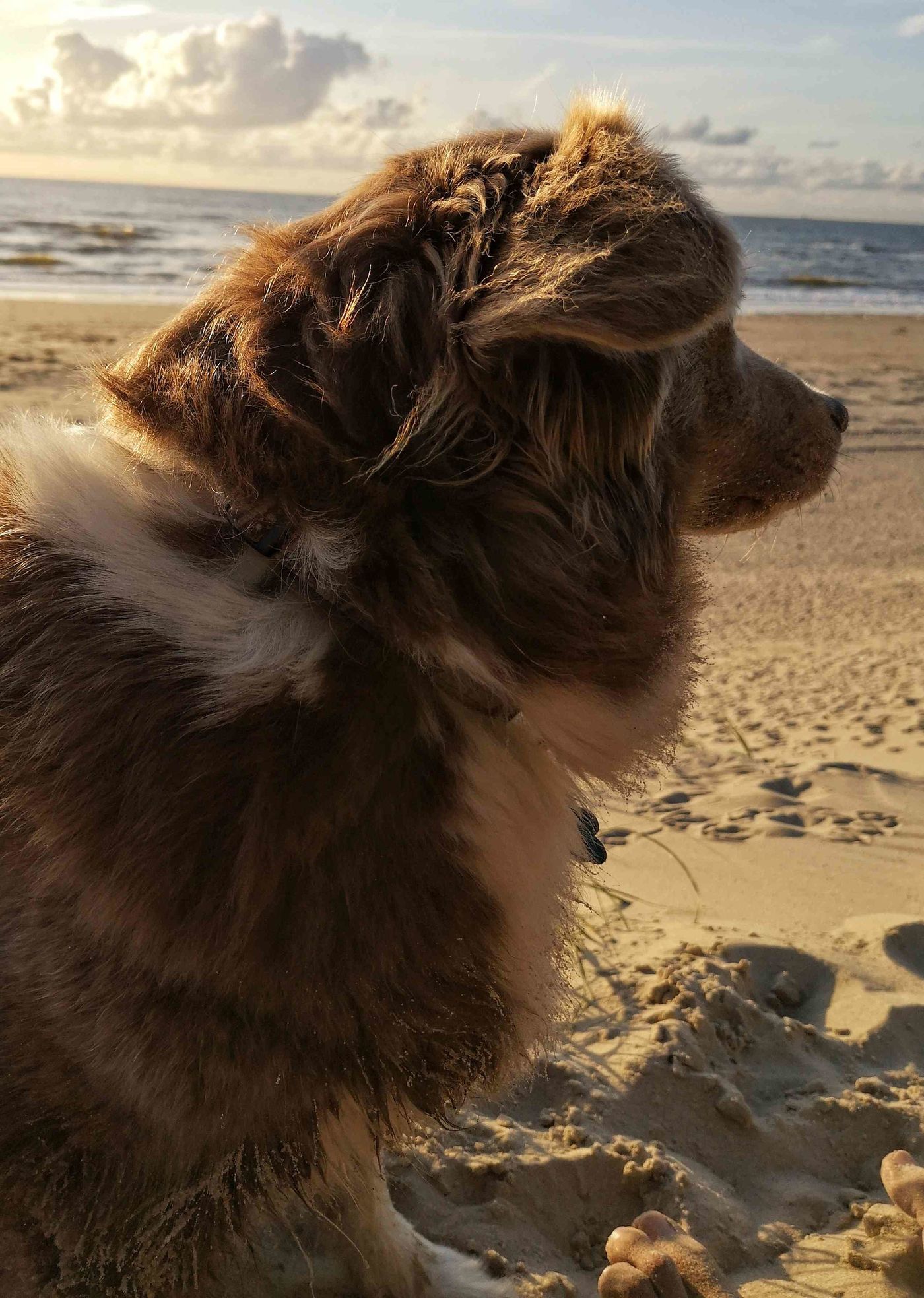 Australian Shepherd