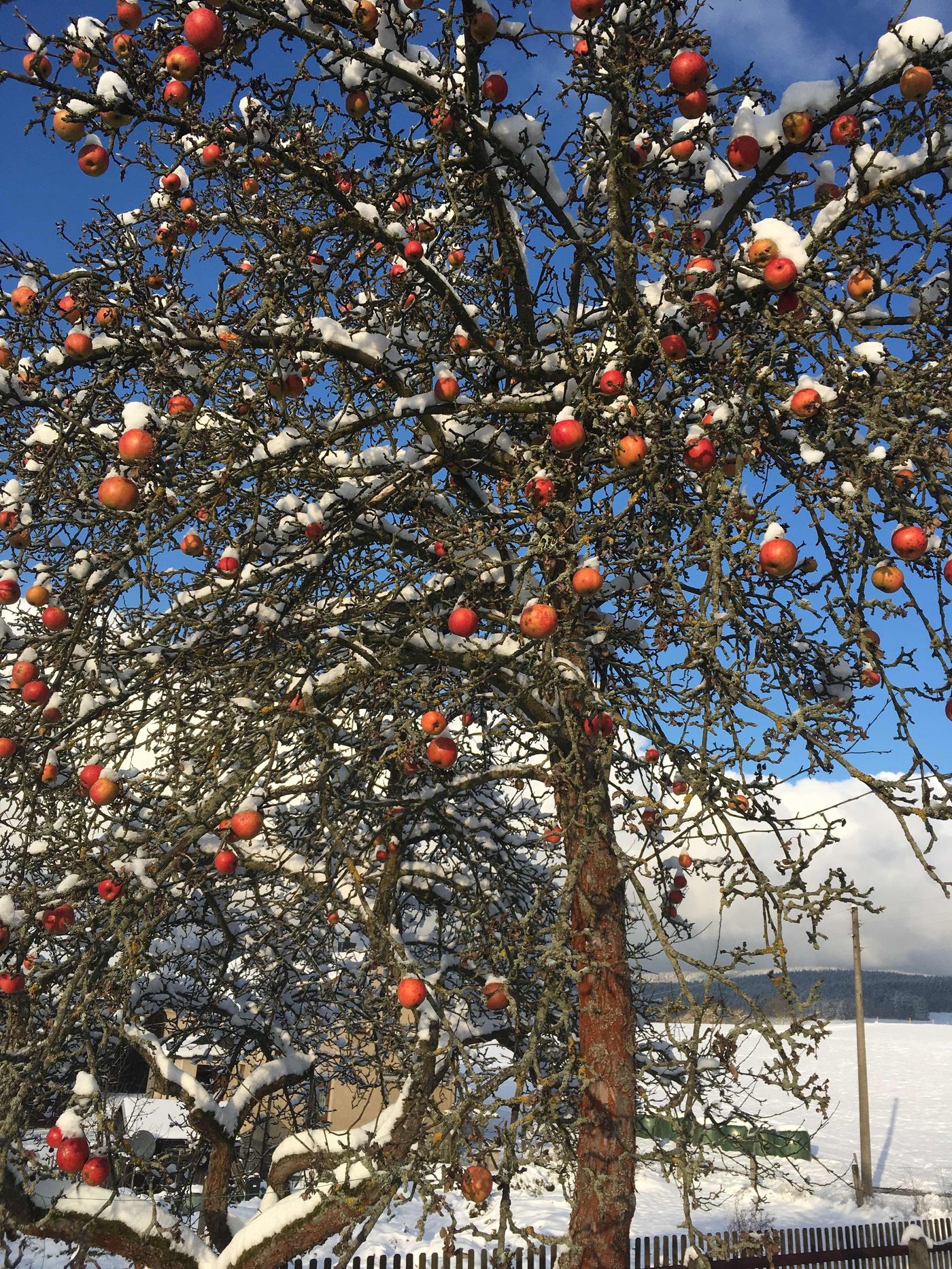 Winterspaziergang