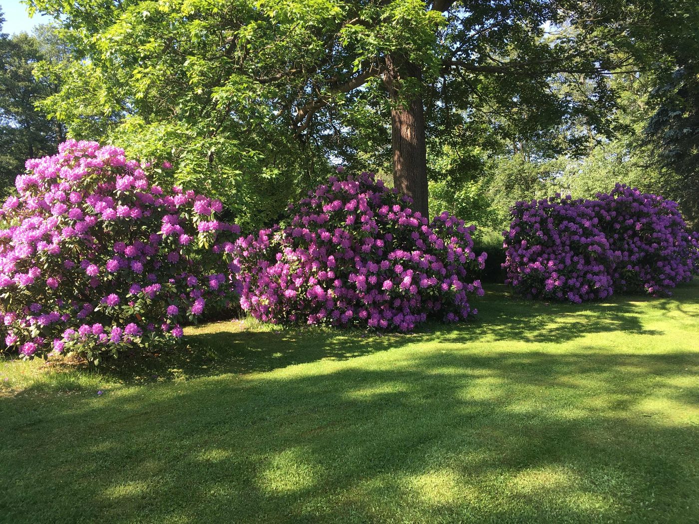 Rhododendron