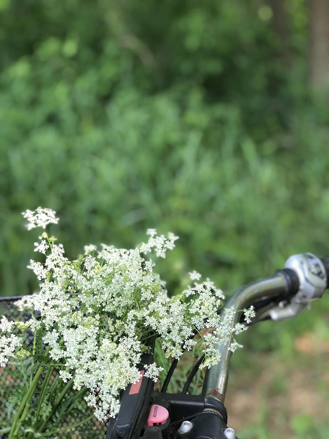 Wiesenblumen