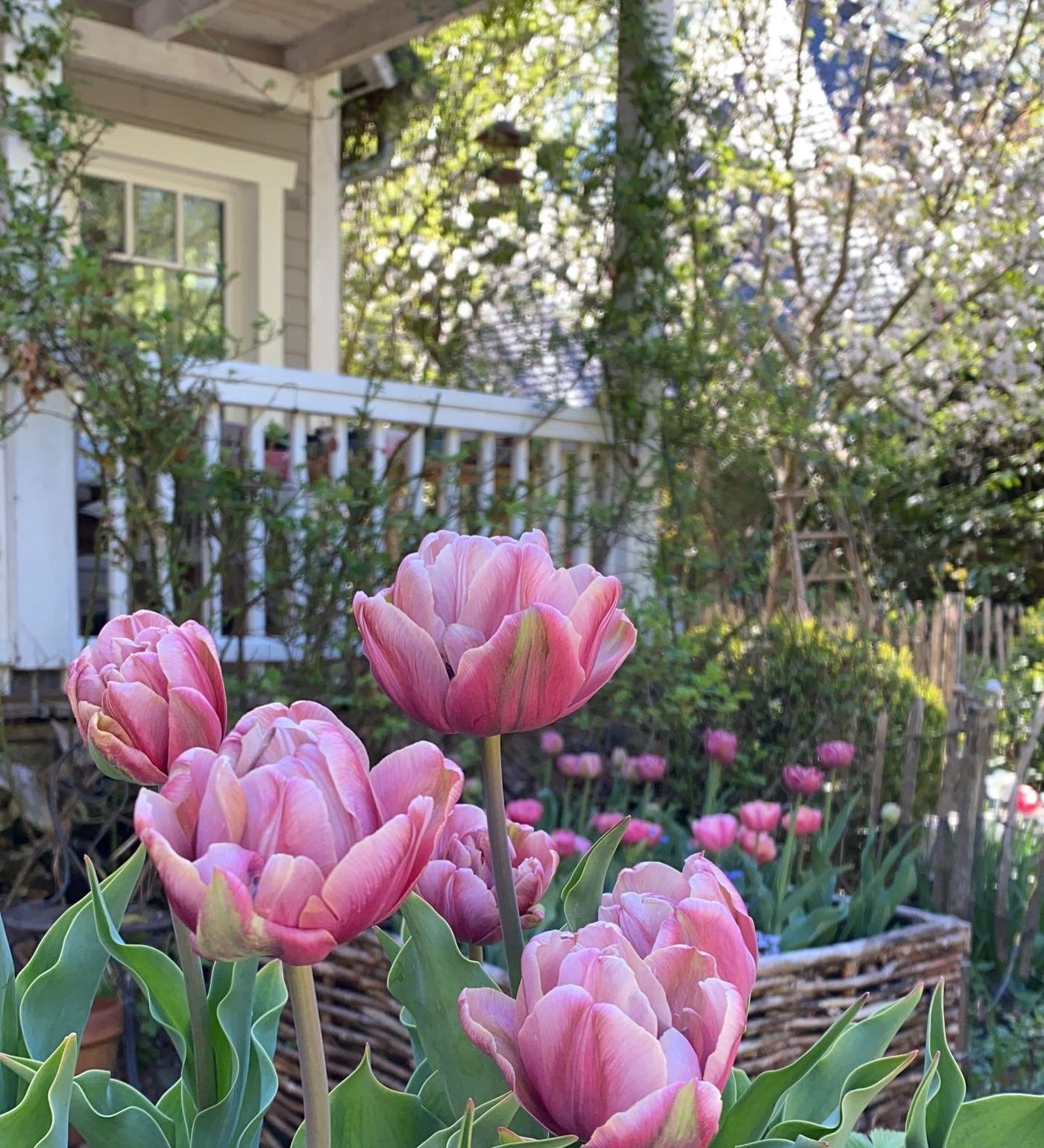 Cottage Garten